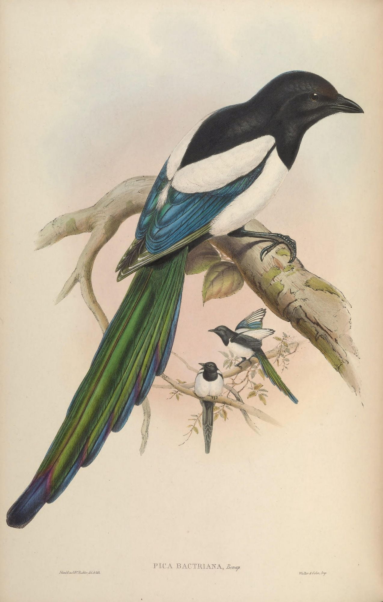 Birds of Asia 1850 Afghan Magpie Canvas Art - John Gould (24 x 36)