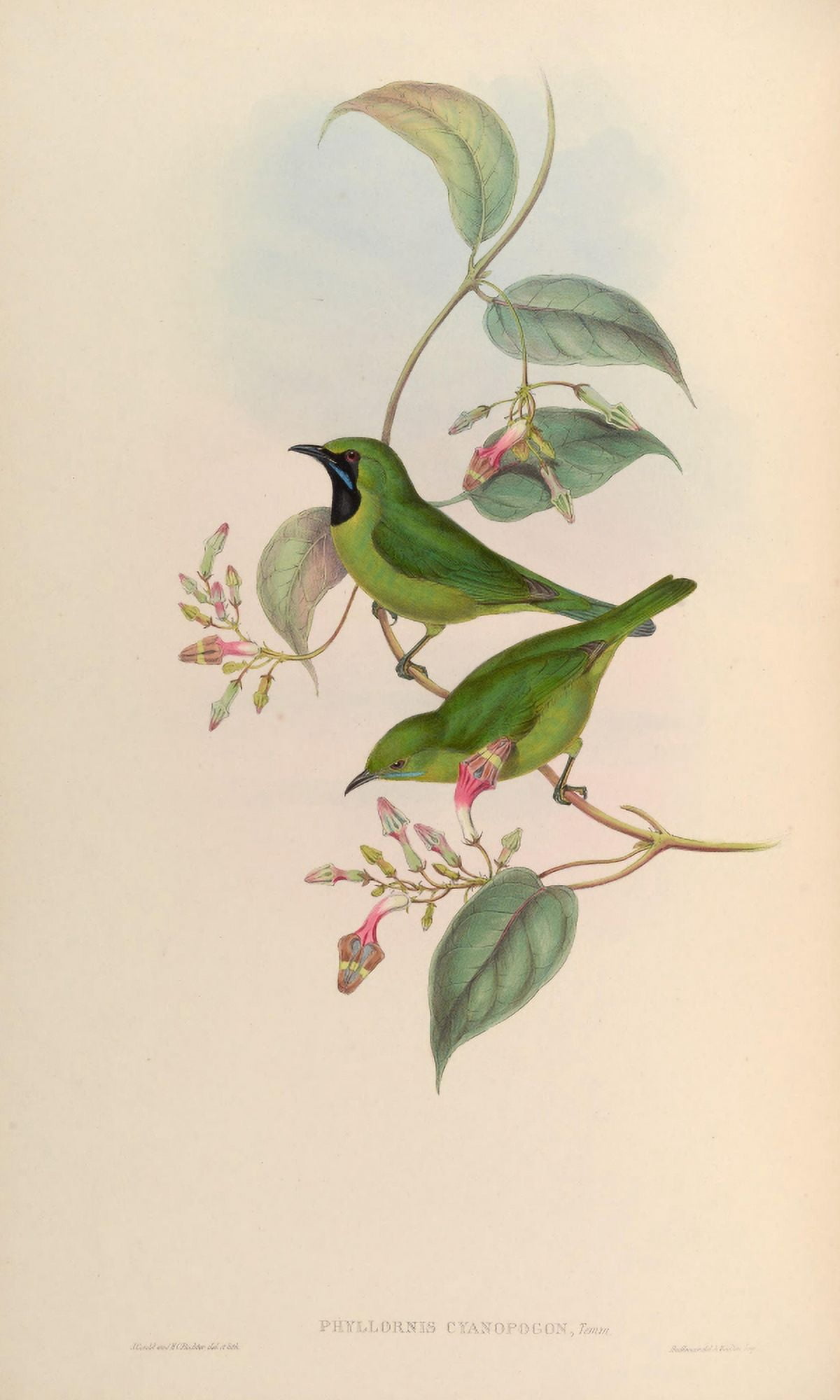 Birds of Asia 1850 All Green Phyllornis Canvas Art - John Gould (18 x 24)