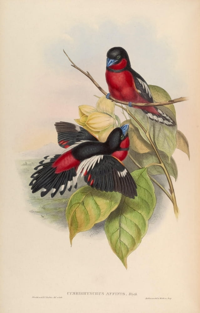 Birds of Asia 1850 Allied Eurylaime Canvas Art - John Gould (18 x 24)