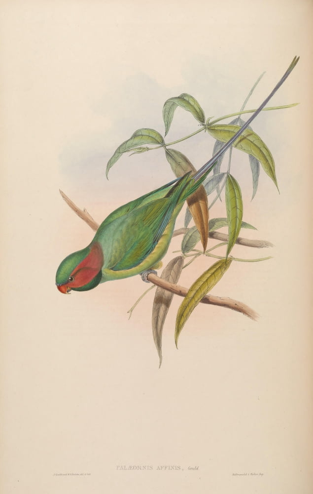 Birds of Asia 1850 Allied Parrakeet Canvas Art - John Gould (18 x 24)