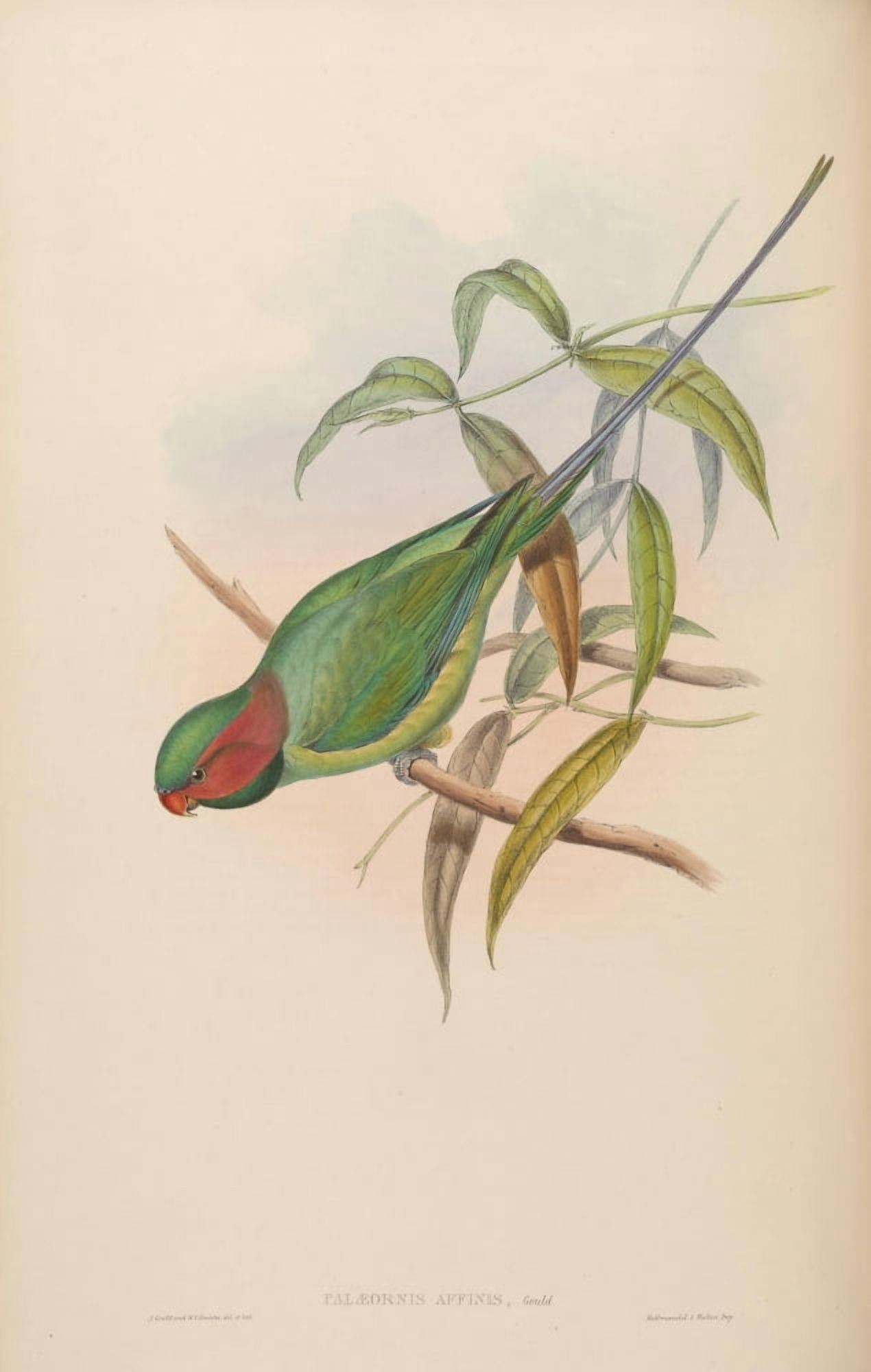 Birds of Asia 1850 Allied Parrakeet Canvas Art - John Gould (24 x 36)