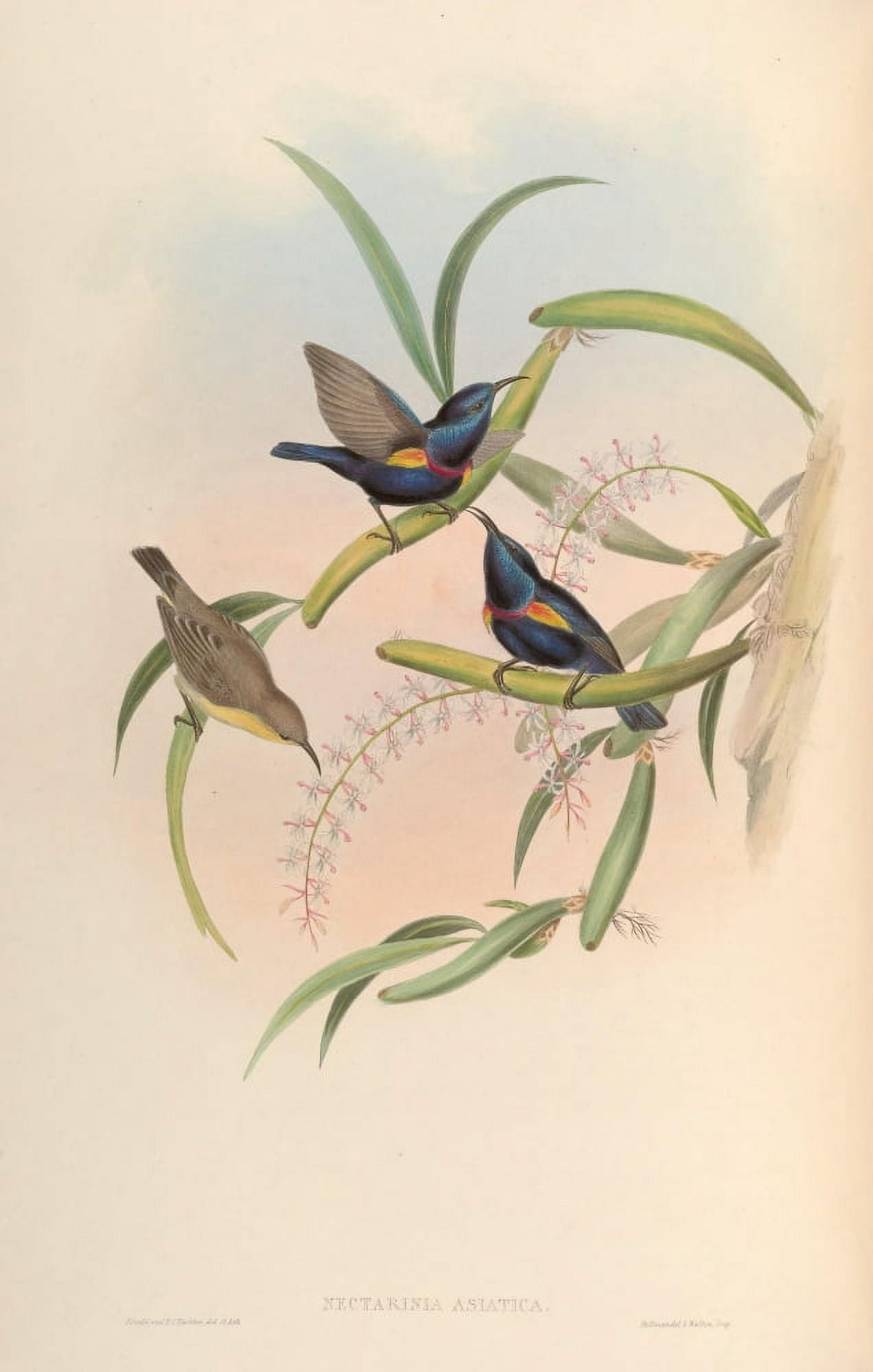 Birds of Asia 1850 Asiatic Sun-bird Canvas Art - John Gould (18 x 24)