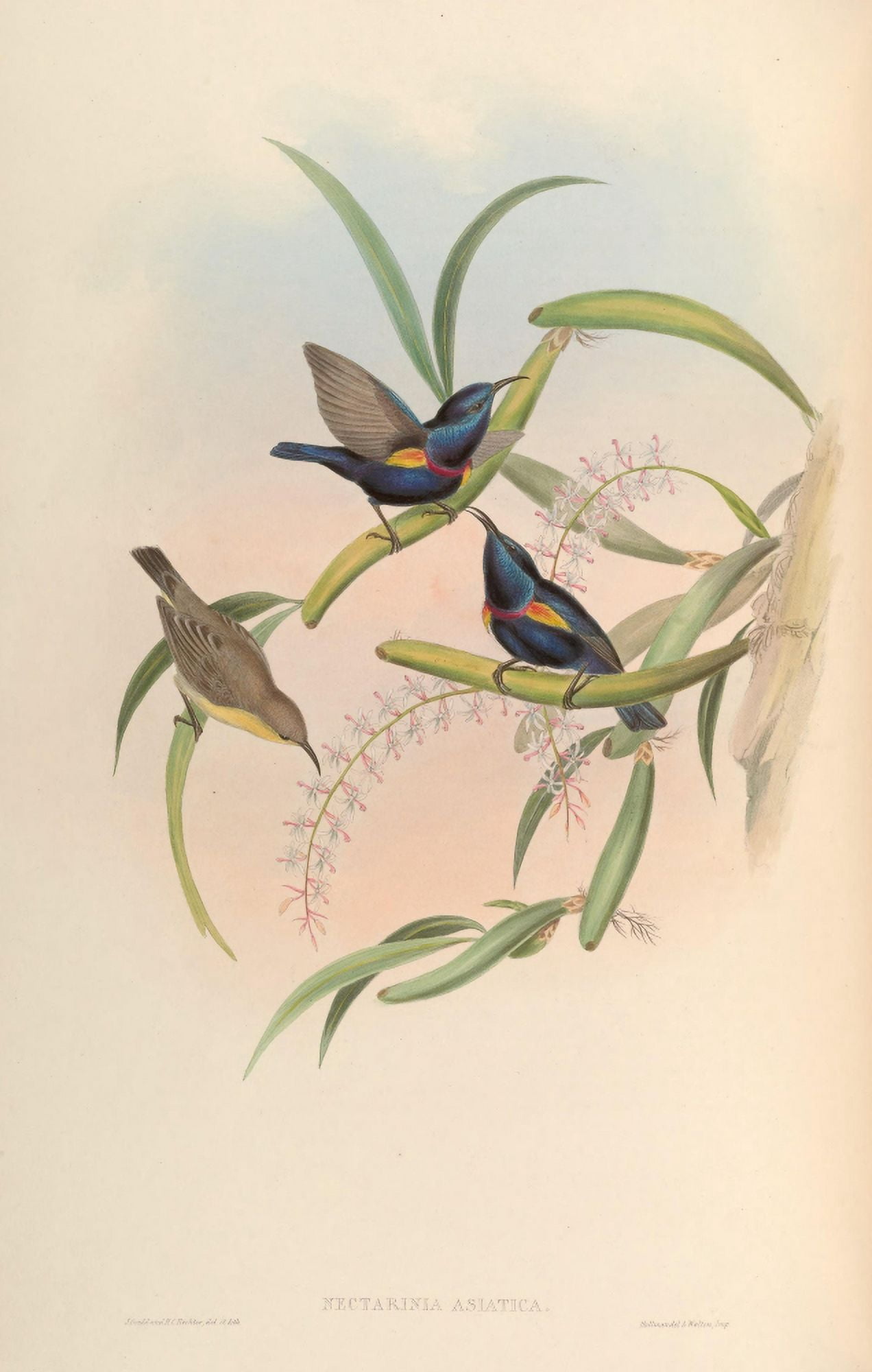 Birds of Asia 1850 Asiatic Sun-bird Canvas Art - John Gould (24 x 36)
