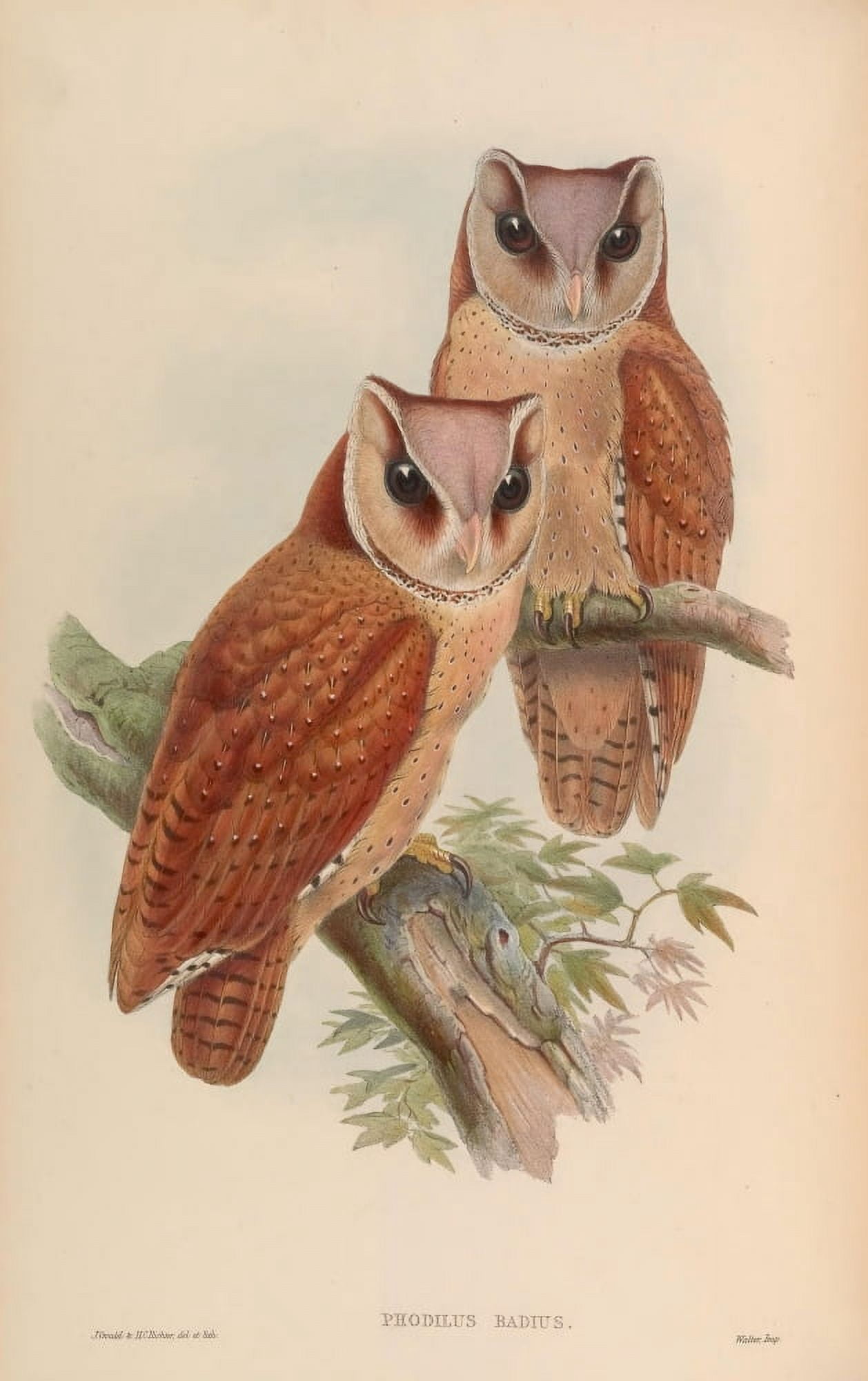 Birds of Asia 1850 Bay Owl Canvas Art - J & E Gould (18 x 24)