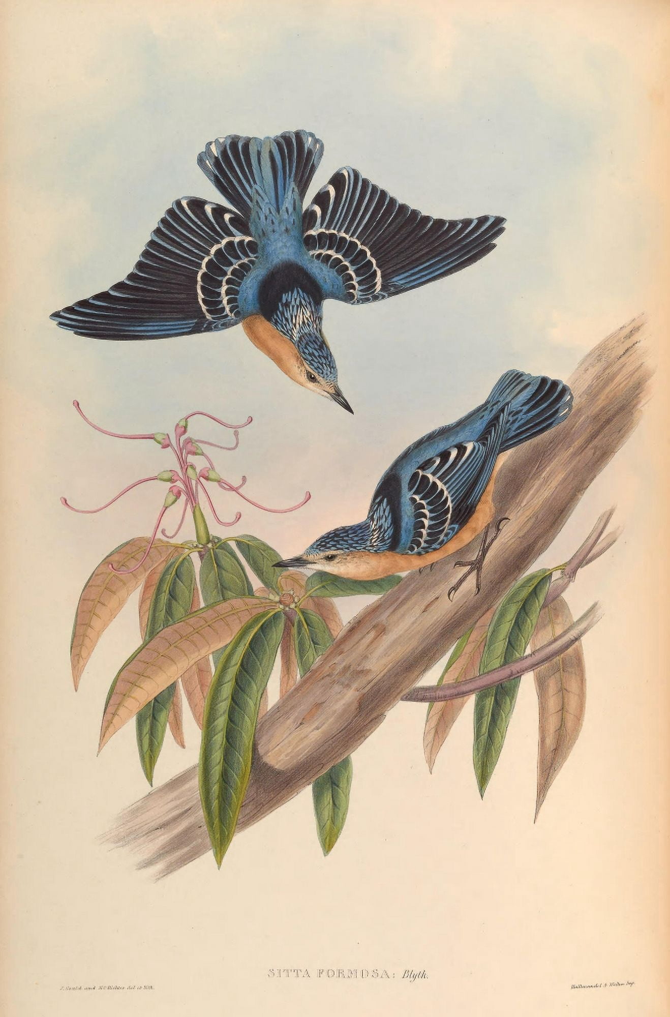 Birds of Asia 1850 Beautiful Nuthatch Canvas Art - John Gould (18 x 24)
