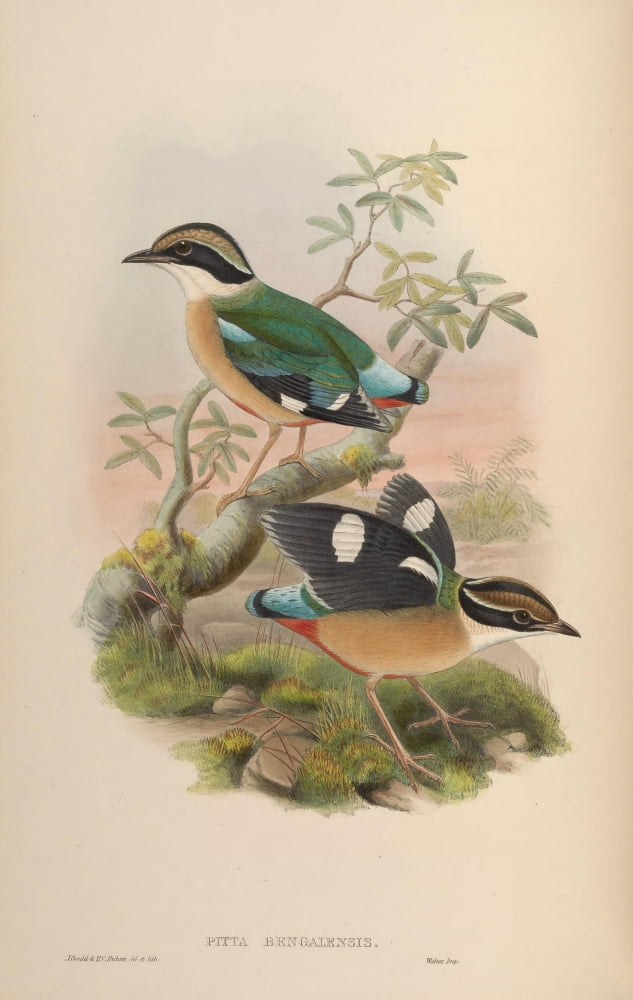 Birds of Asia 1850 Bengal Pitta Canvas Art - John Gould (24 x 36)