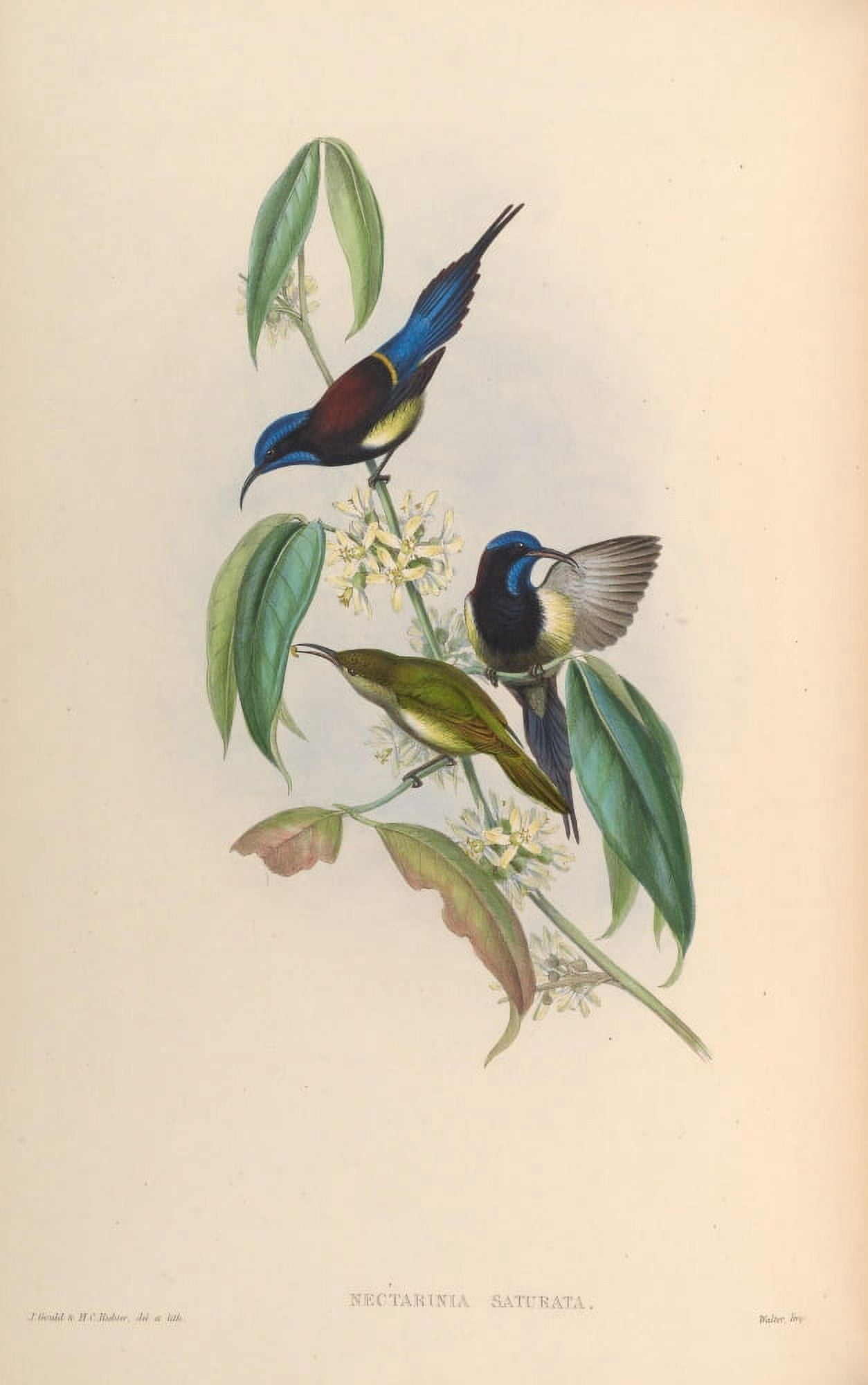 Birds of Asia 1850 Black-breasted Sun-bird Canvas Art - John Gould (18 x 24)