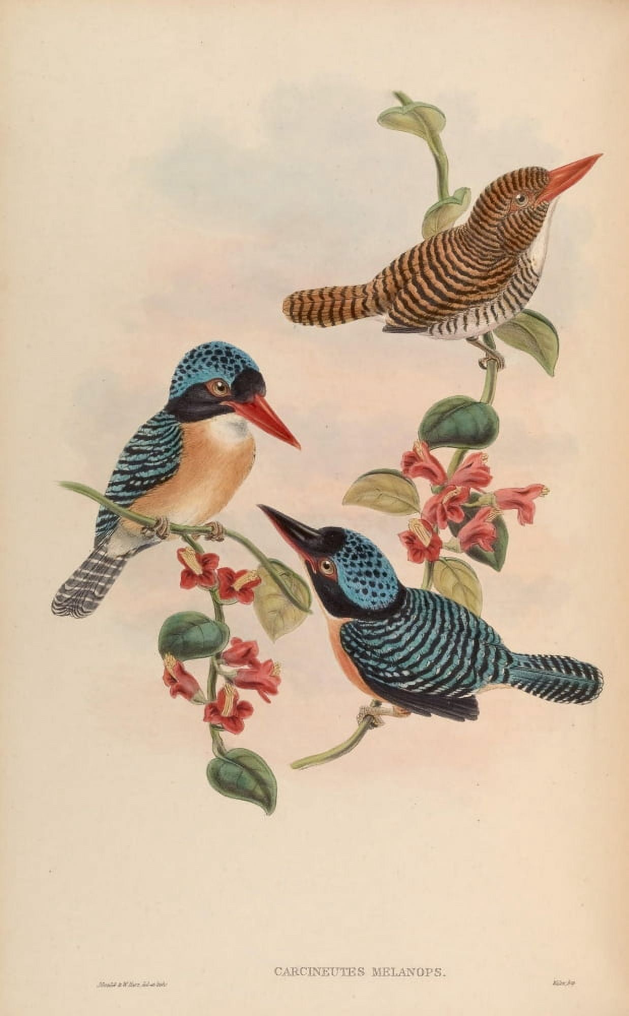 Birds of Asia 1850 Black-faced Kingfisher Canvas Art - John Gould (18 x 24)