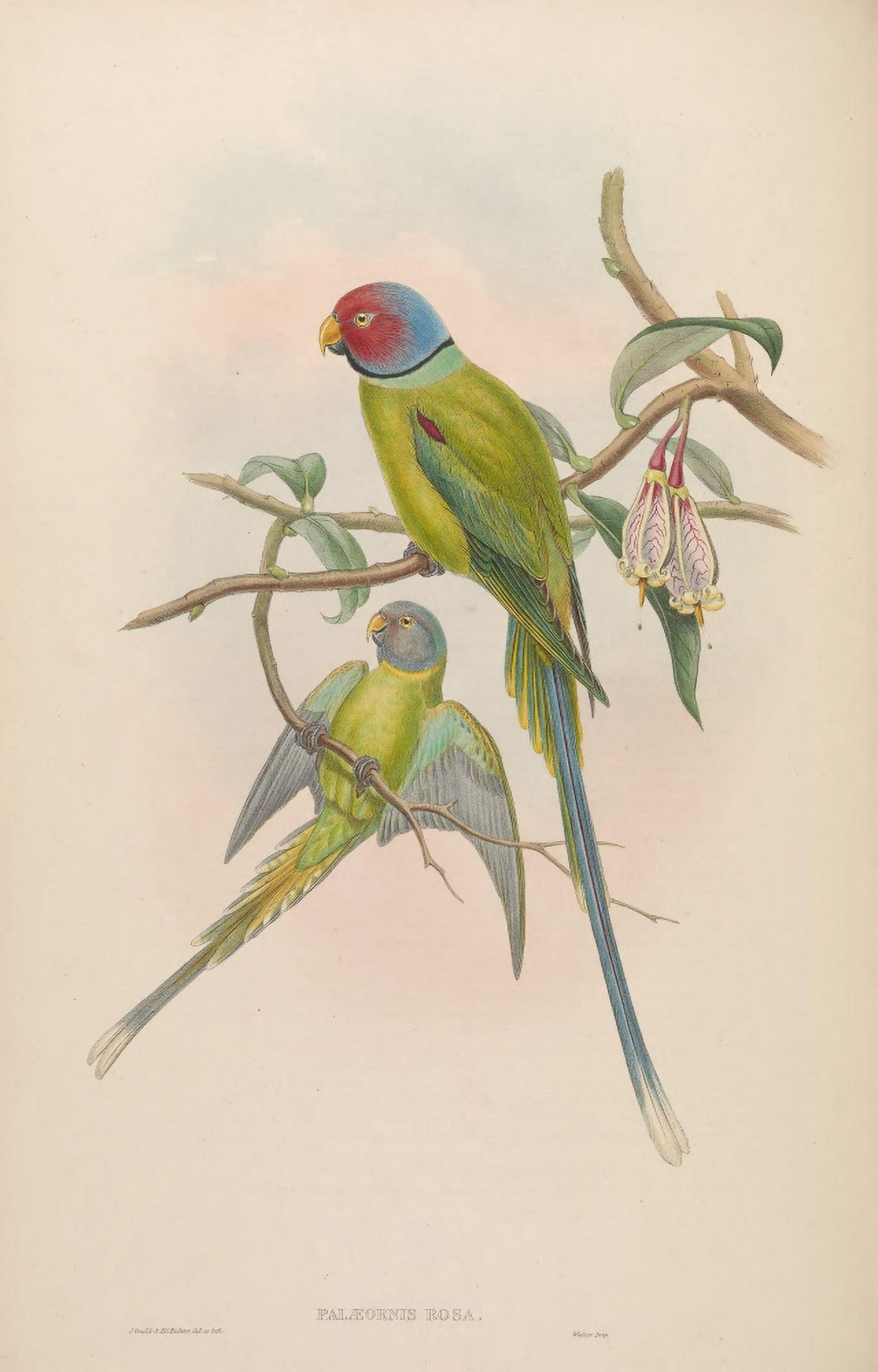 Birds of Asia 1850 Blossom-headed Parrakeet Canvas Art - John Gould (24 x 36)