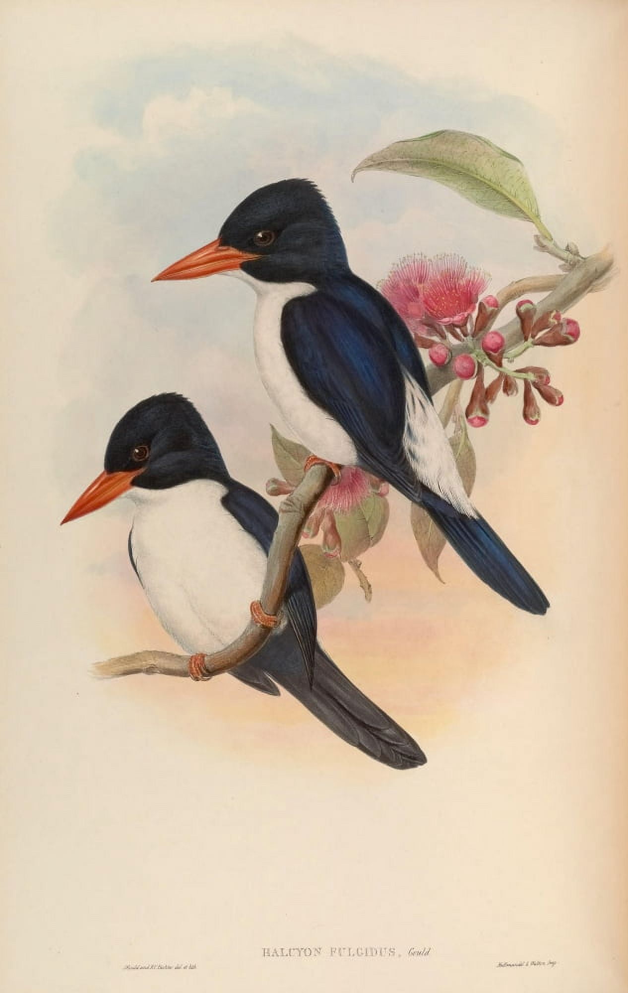 Birds of Asia 1850 Blue & White Kingfisher Canvas Art - John Gould (24 x 36)