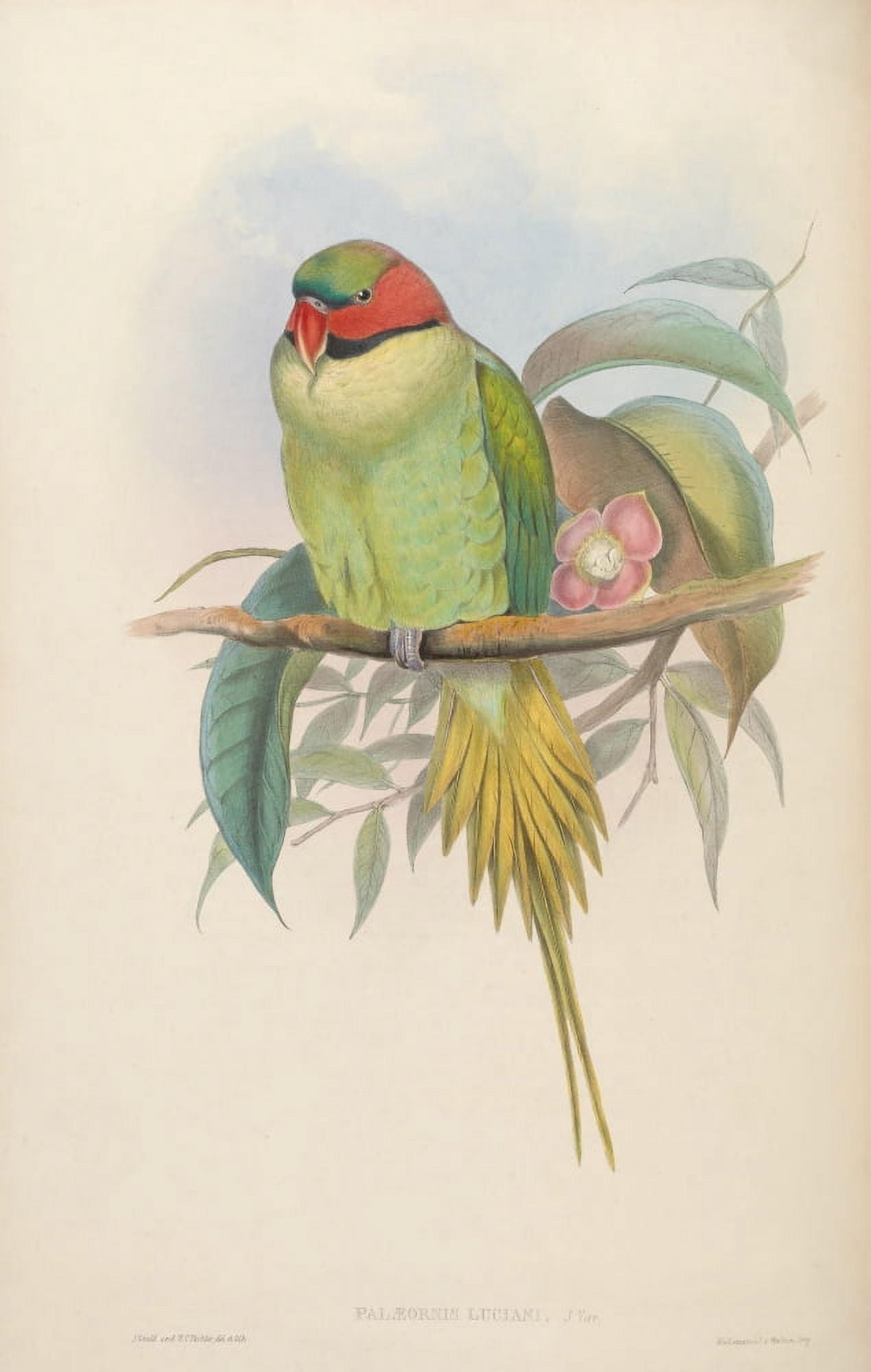 Birds of Asia 1850 Bonapartes Parrakeet Canvas Art - John Gould (18 x 24)