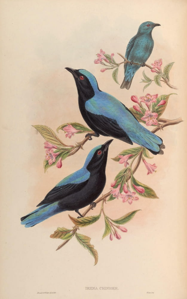 Birds of Asia 1850 Bornean Fairy Bluebird Canvas Art - John Gould (18 x 24)