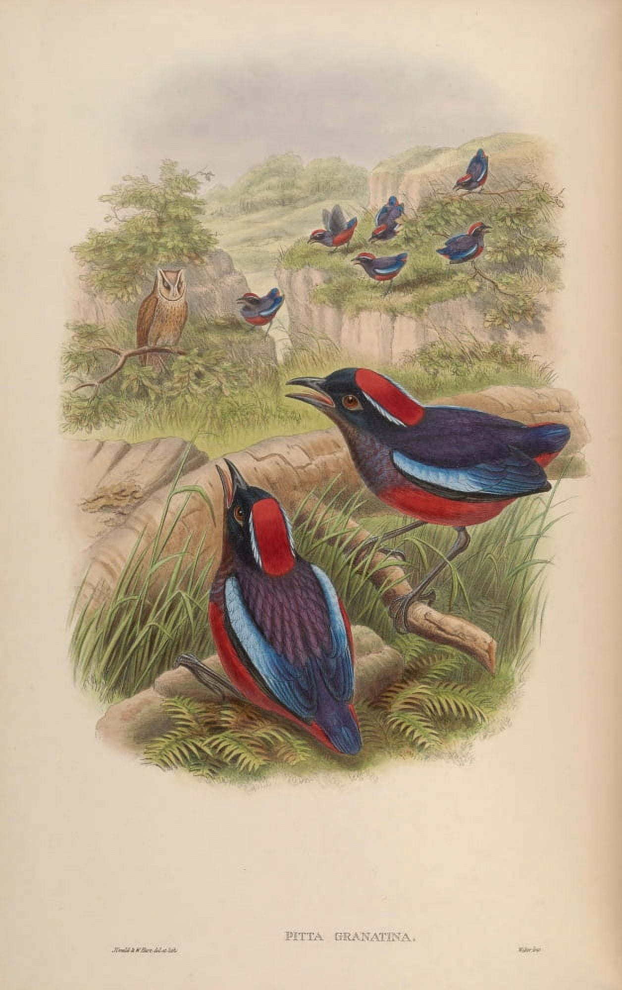 Birds of Asia 1850 Bornean Pitta Canvas Art - John Gould (24 x 36)