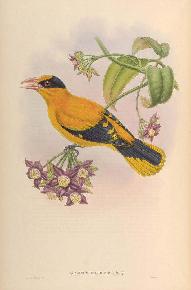 Birds of Asia 1850 Broderips Oriole Canvas Art - John Gould (18 x 24)