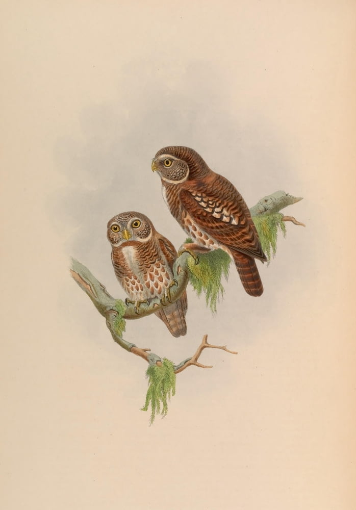 Birds of Asia 1850 Brodies Owlet Canvas Art - J & E Gould (24 x 36)