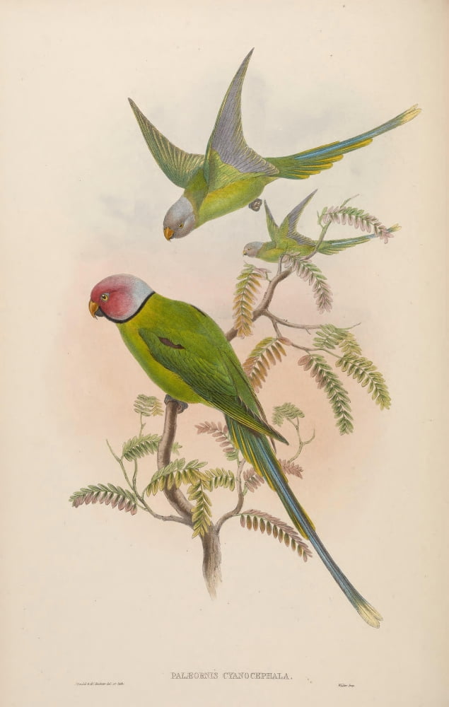 Birds of Asia 1850 Burmese Parrakeet Canvas Art - John Gould (18 x 24)