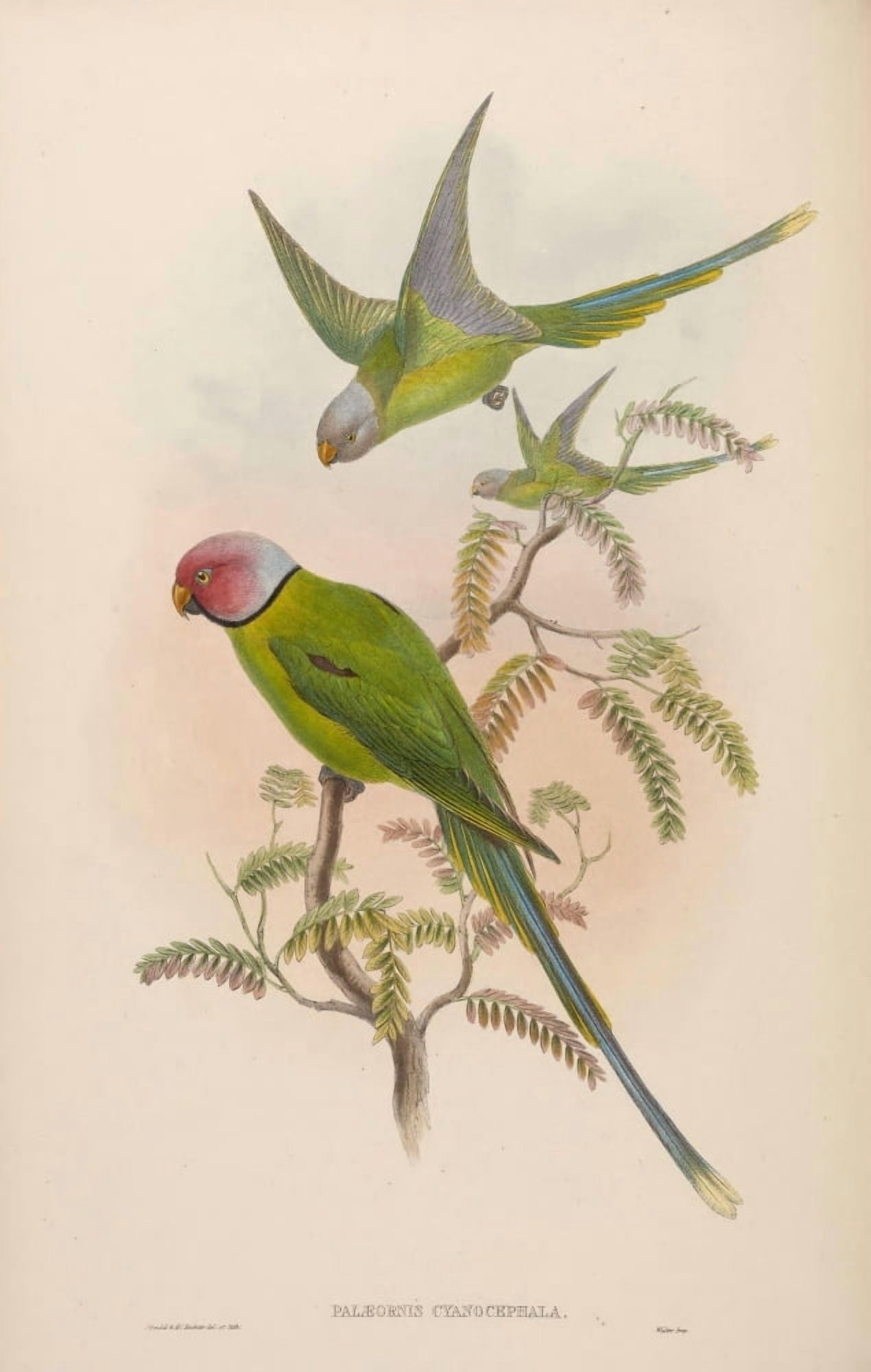 Birds of Asia 1850 Burmese Parrakeet Canvas Art - John Gould (24 x 36)