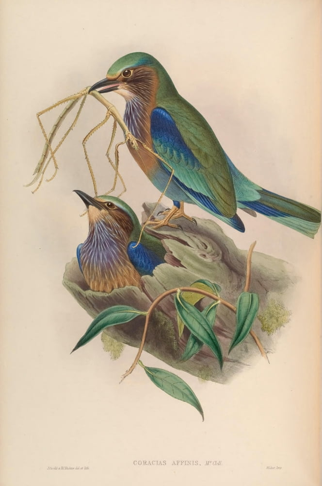 Birds of Asia 1850 Burmese Roller Canvas Art - John Gould (18 x 24)