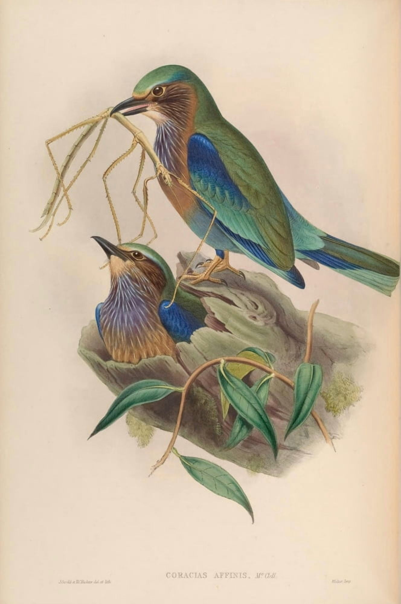 Birds of Asia 1850 Burmese Roller Canvas Art - John Gould (24 x 36)
