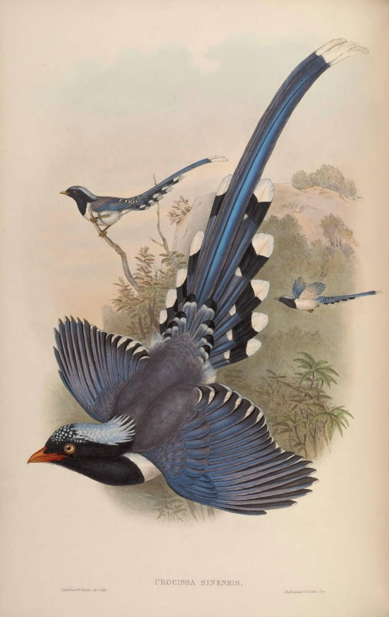 Birds of Asia 1850 Chinese Blue Pie Canvas Art - John Gould (24 x 36)