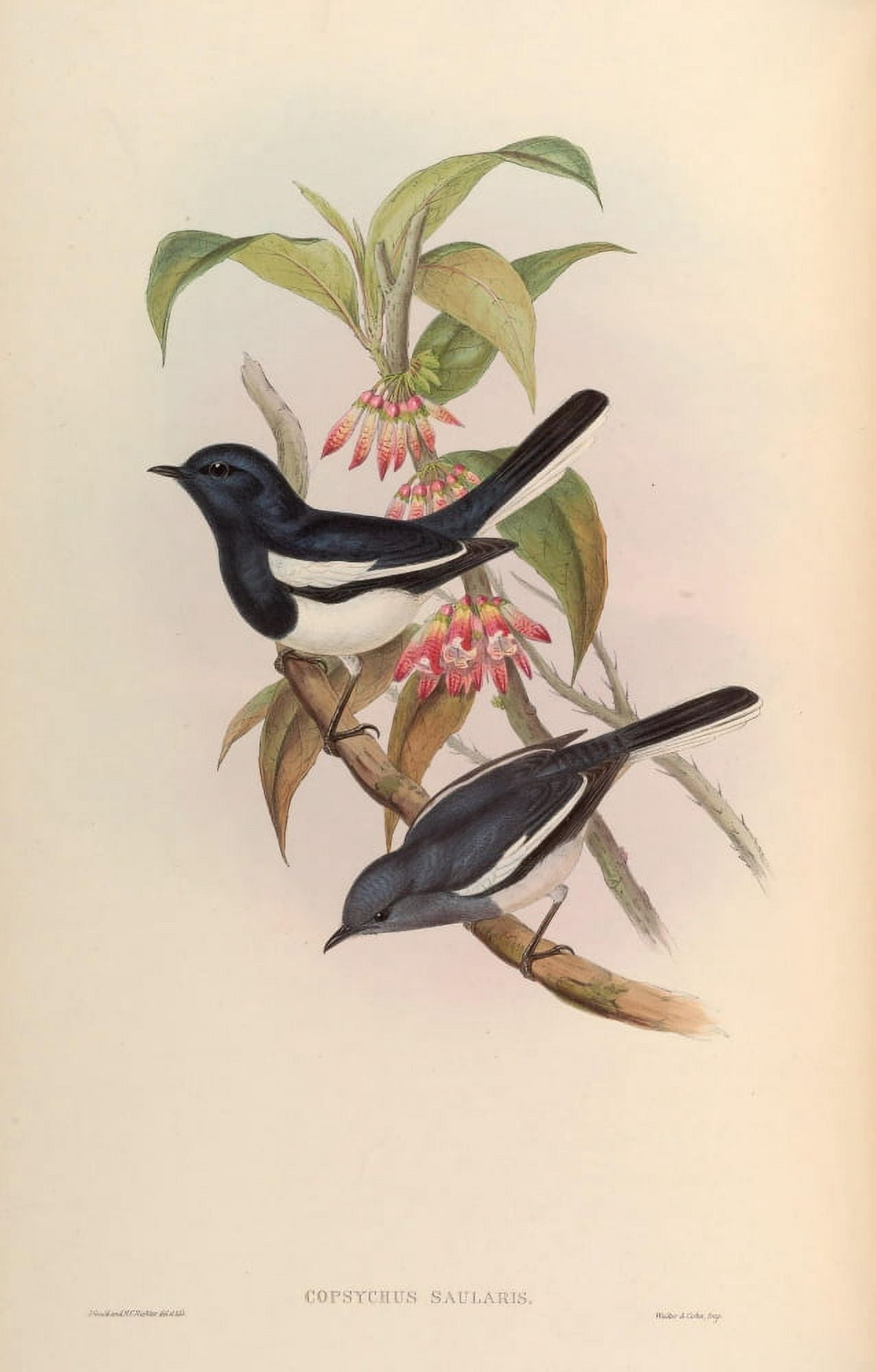 Birds of Asia 1850 Dial Bird Canvas Art - John Gould (24 x 36)
