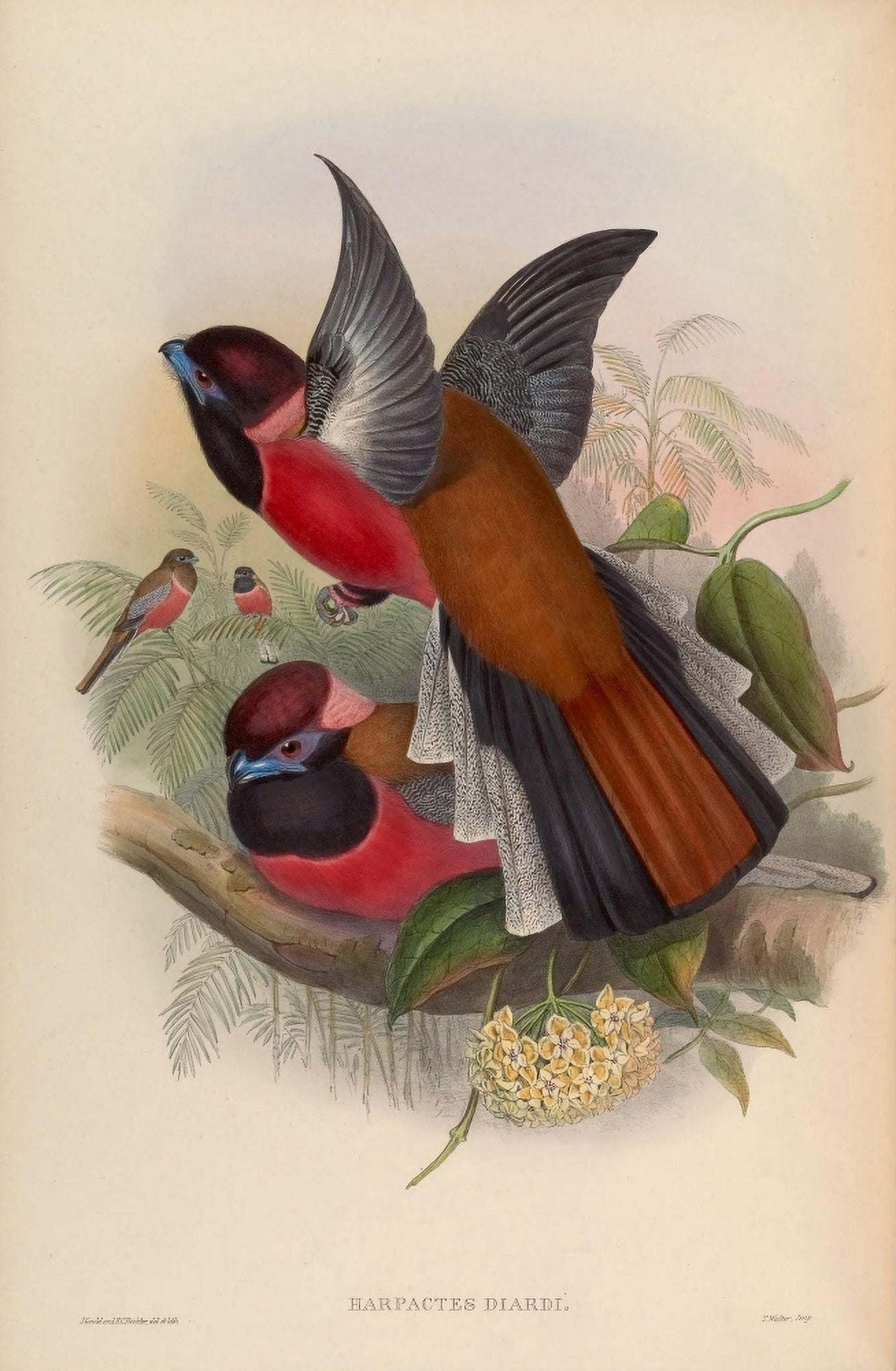 Birds of Asia 1850 Diards Trogon Canvas Art - John Gould (24 x 36)