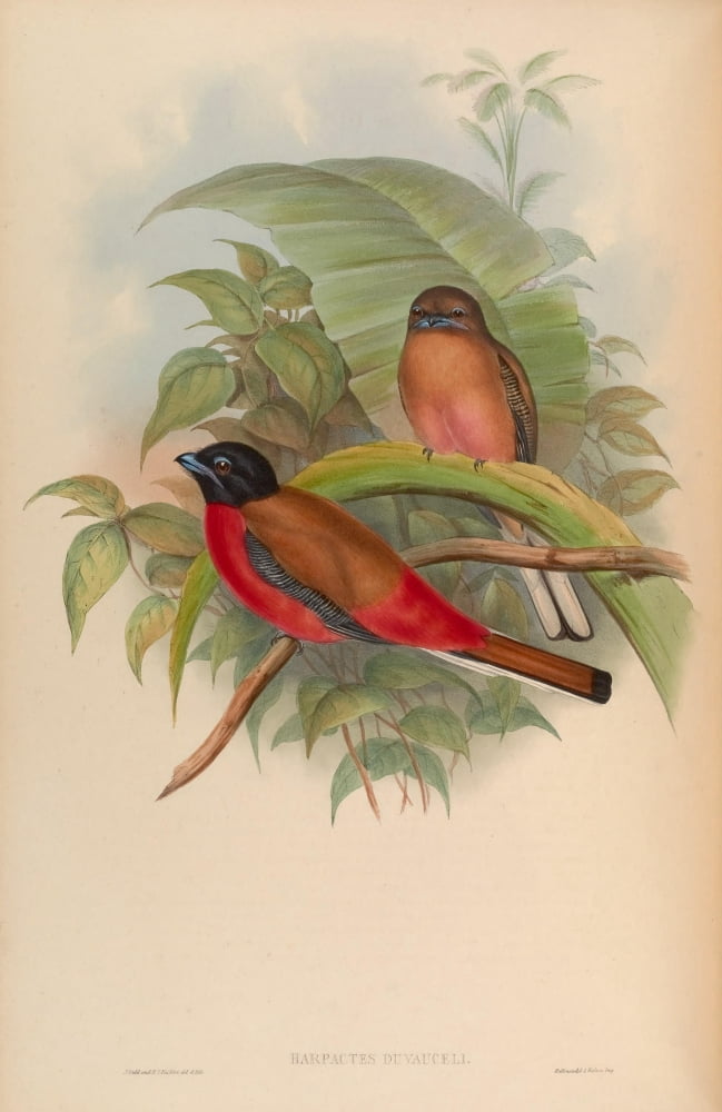 Birds of Asia 1850 Duvoucels Trogon Canvas Art - John Gould (18 x 24)