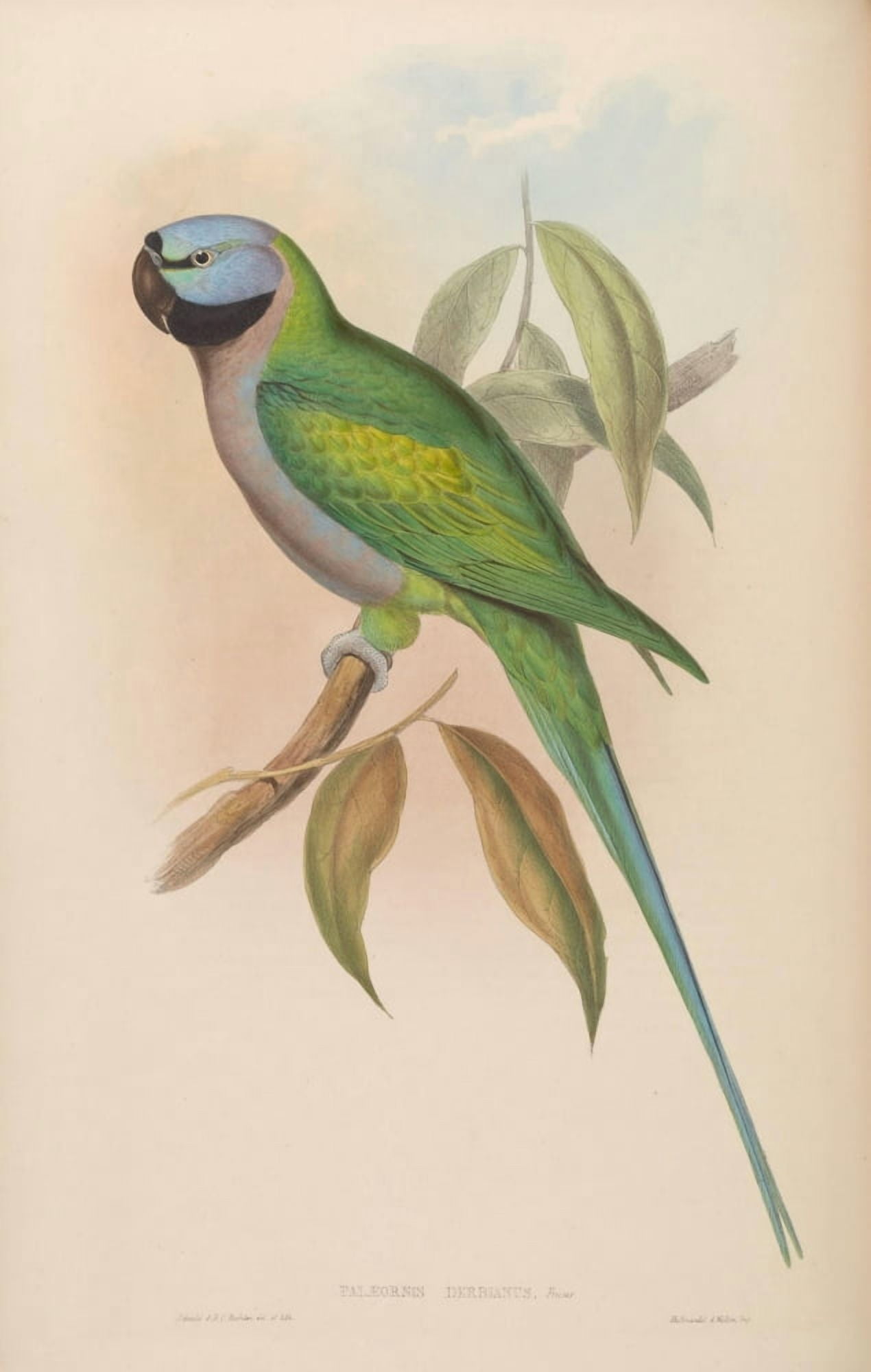 Birds of Asia 1850 Earl of Derbys Parrakeet Canvas Art - John Gould (18 x 24)