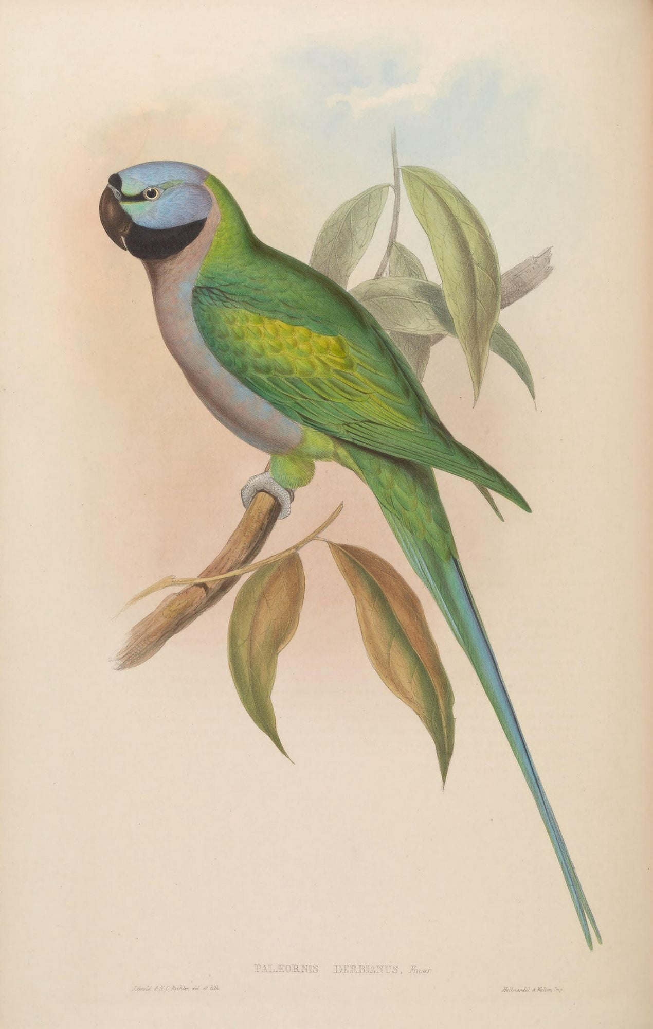 Birds of Asia 1850 Earl of Derbys Parrakeet Canvas Art - John Gould (24 x 36)