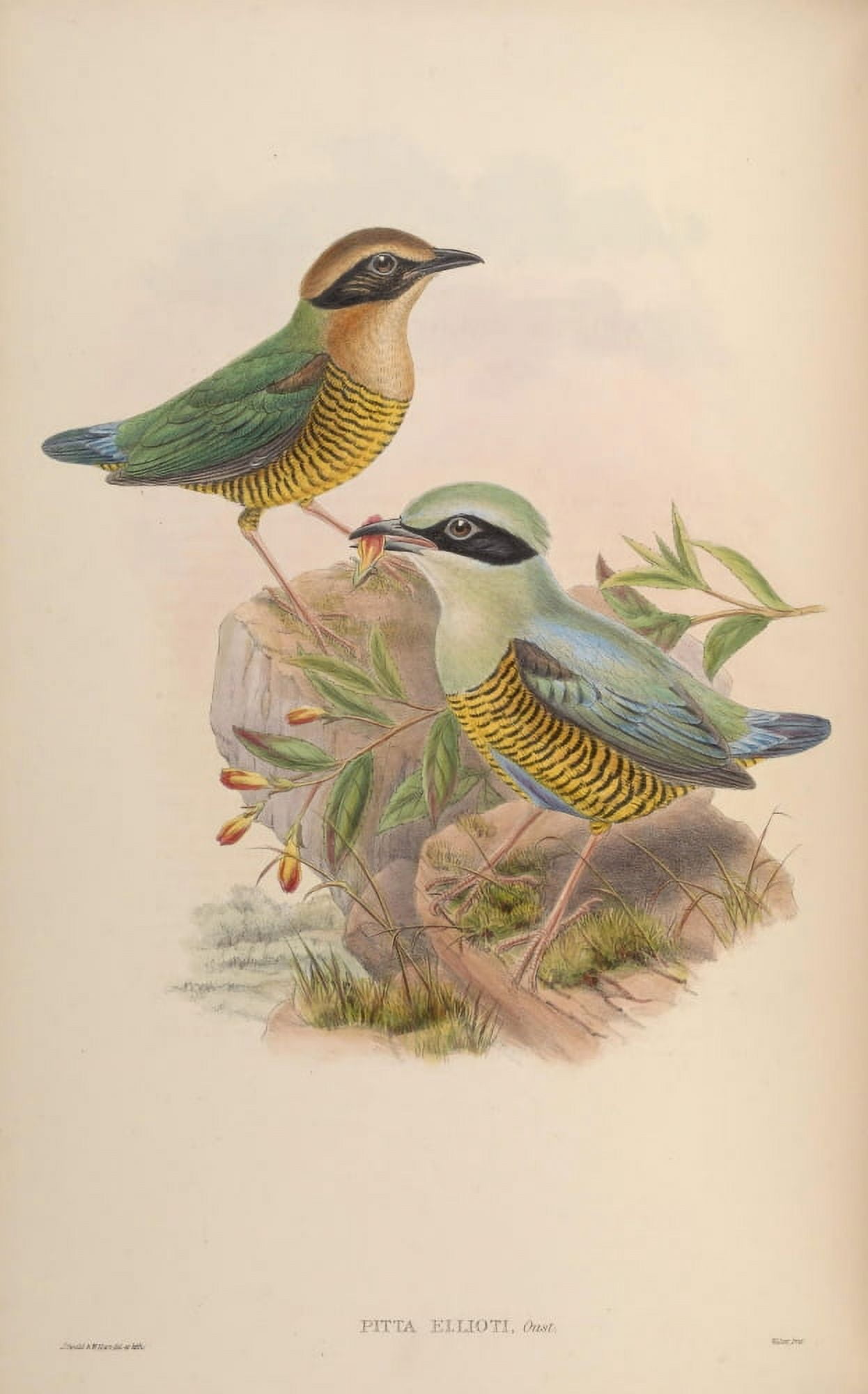 Birds of Asia 1850 Elliots Pitta Canvas Art - John Gould (24 x 36)