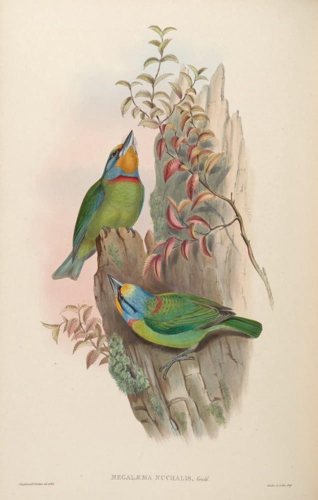 Birds of Asia 1850 Embroidered Barbet Canvas Art - John Gould (24 x 36)