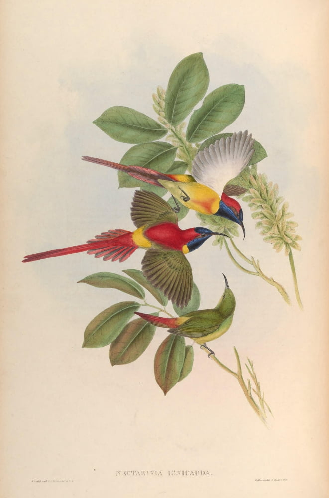 Birds of Asia 1850 Fiery-tailed Sun-bird Canvas Art - John Gould (18 x 24)