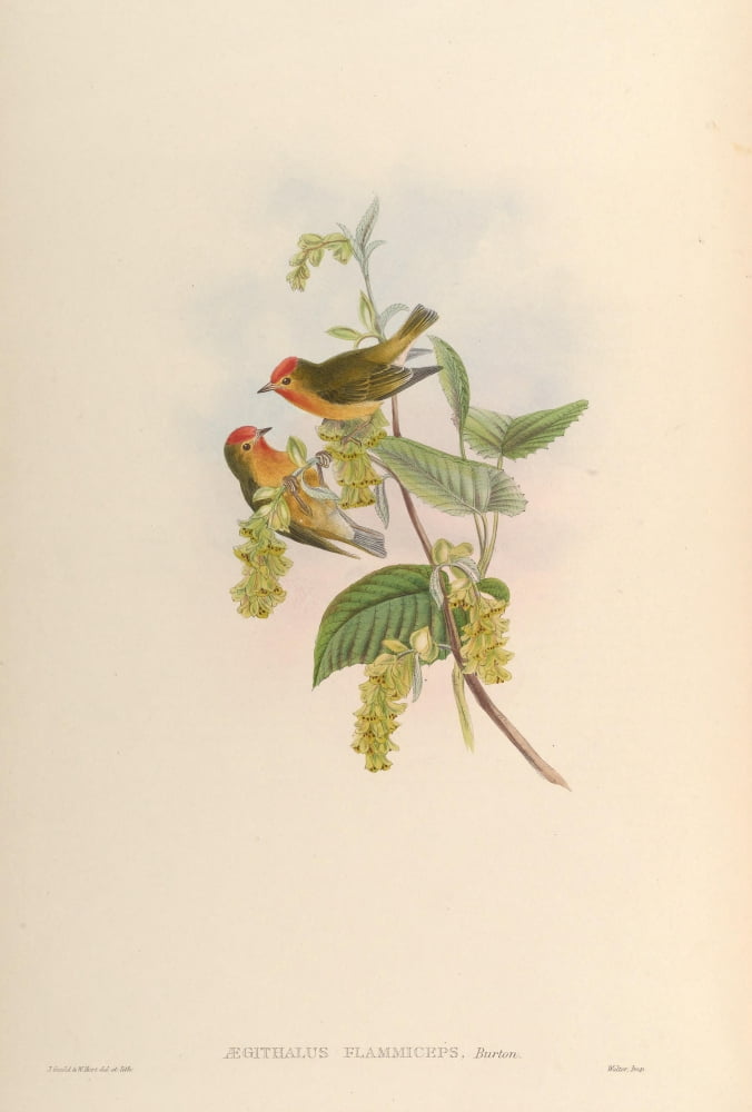 Birds of Asia 1850 Flame-fronted Flower-pecker Canvas Art - John Gould (24 x 36)