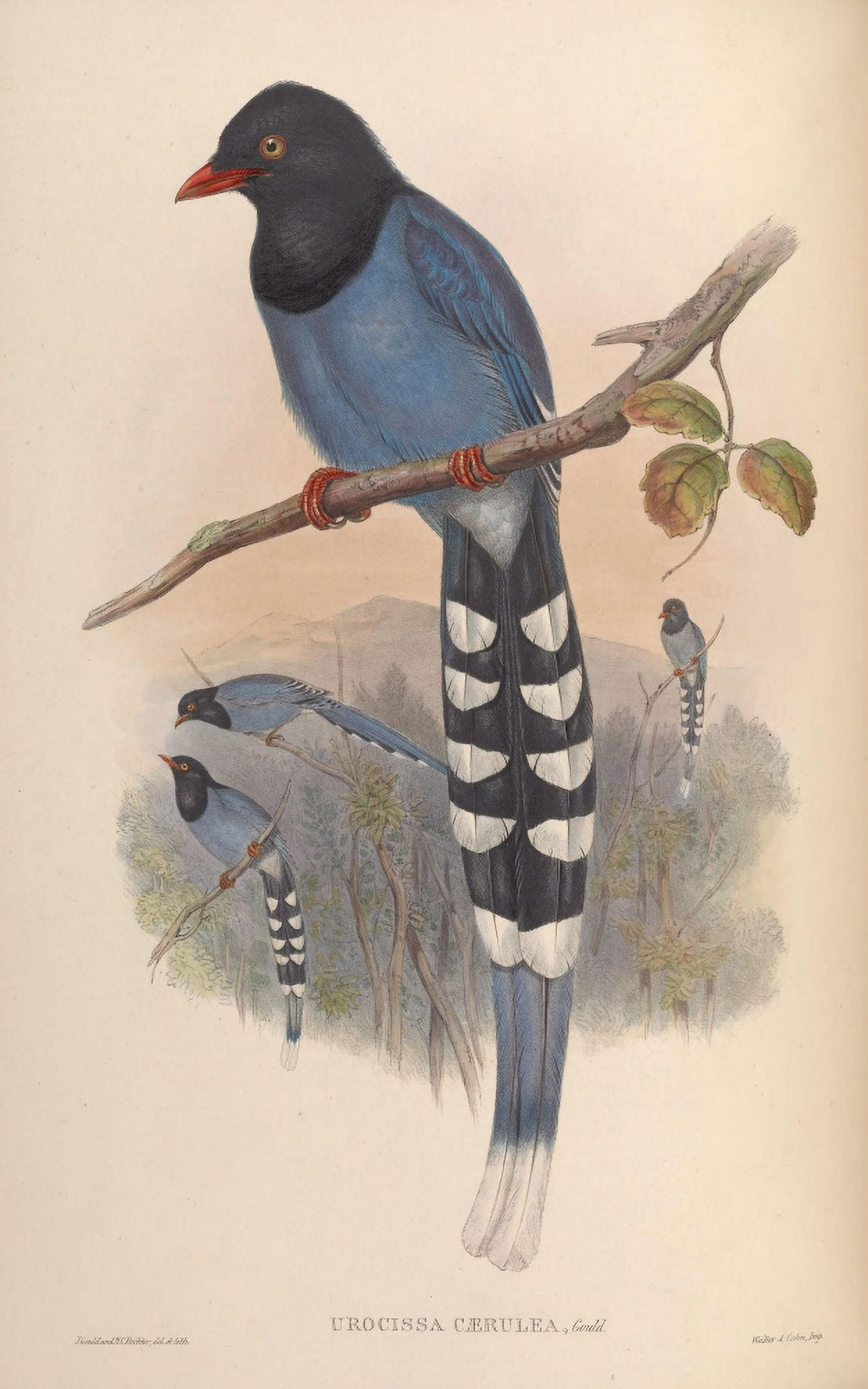 Birds of Asia 1850 Formosan Blue Pie Canvas Art - John Gould (18 x 24)
