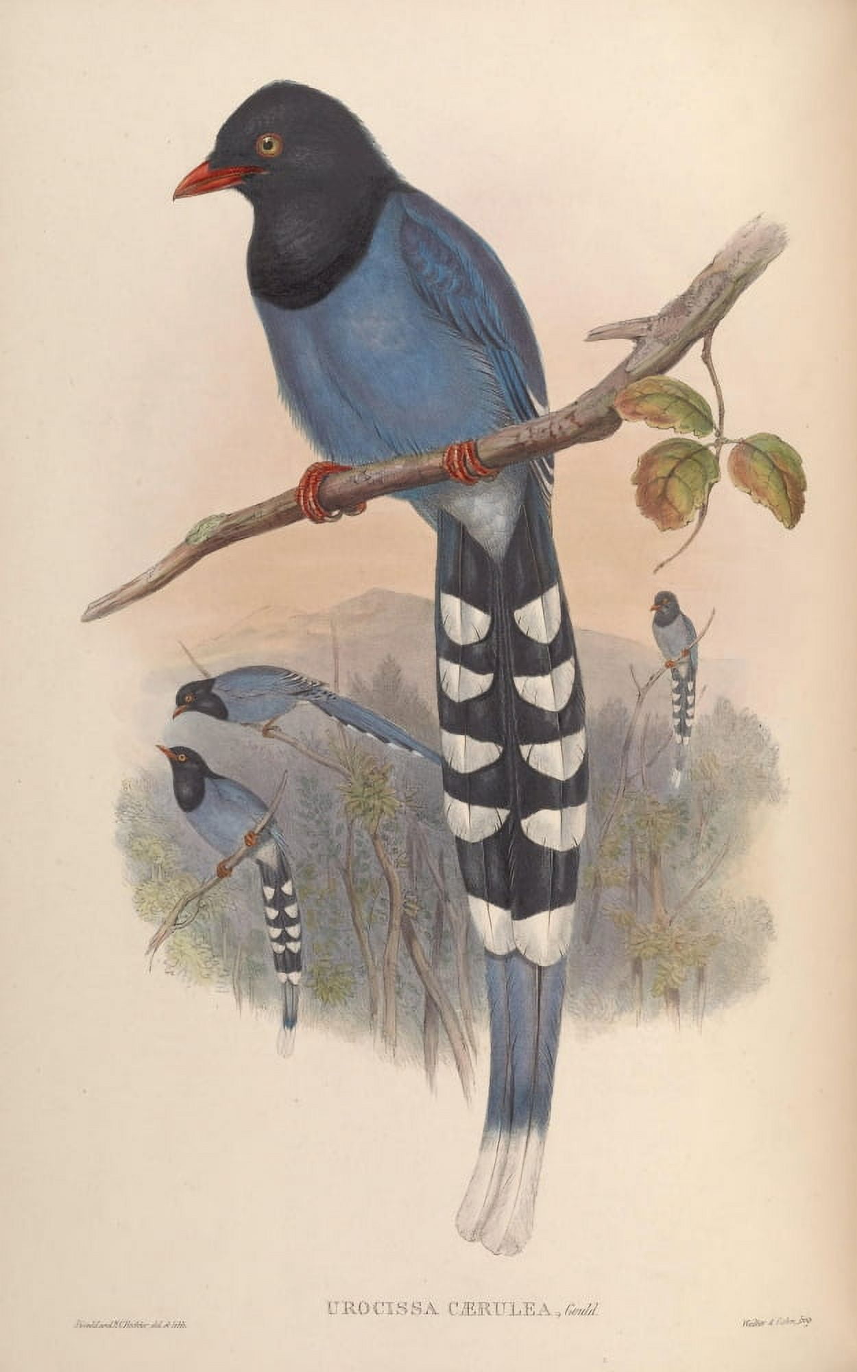 Birds of Asia 1850 Formosan Blue Pie Canvas Art - John Gould (24 x 36)