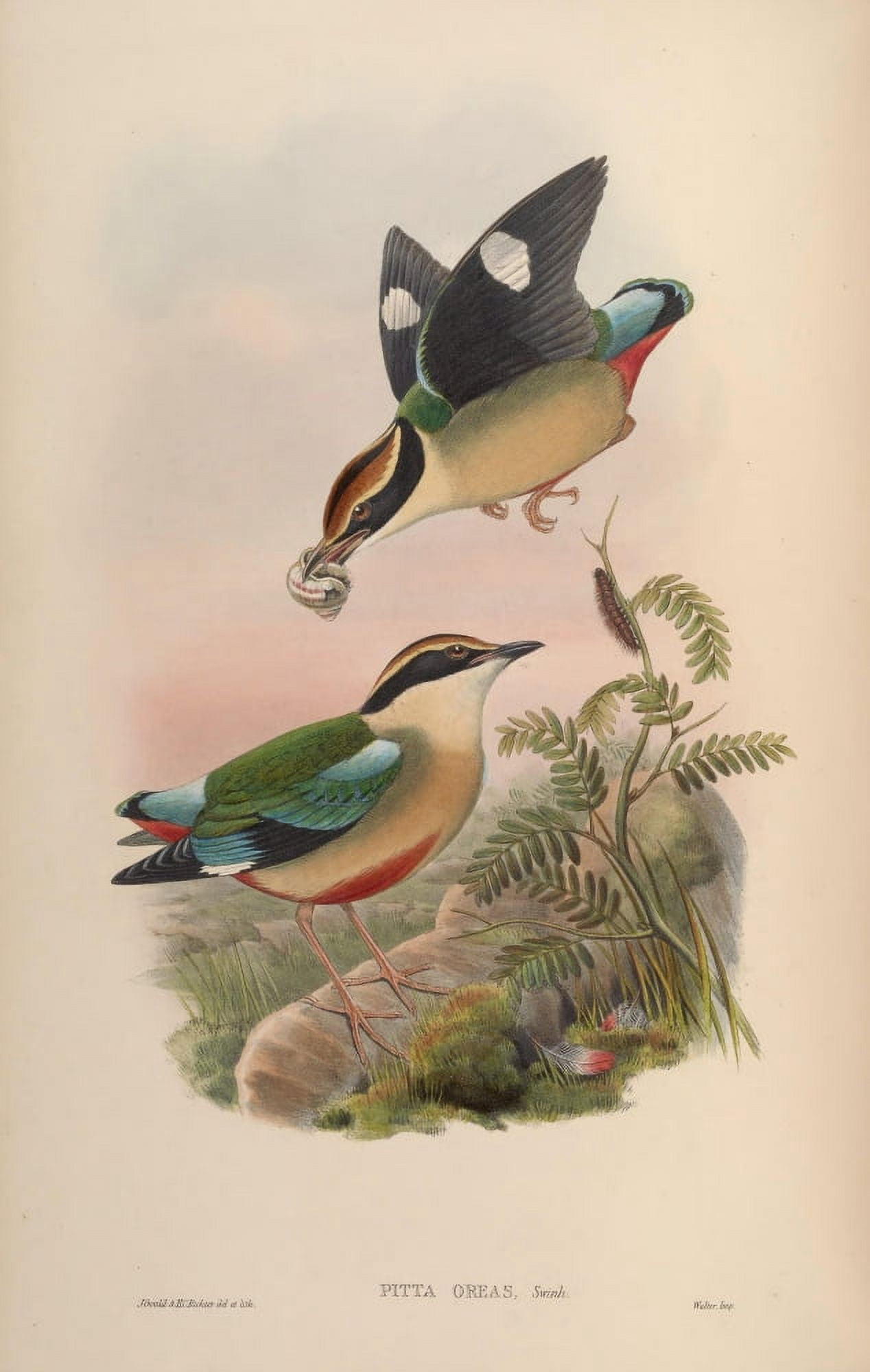 Birds of Asia 1850 Formosan Pitta Canvas Art - John Gould (24 x 36)