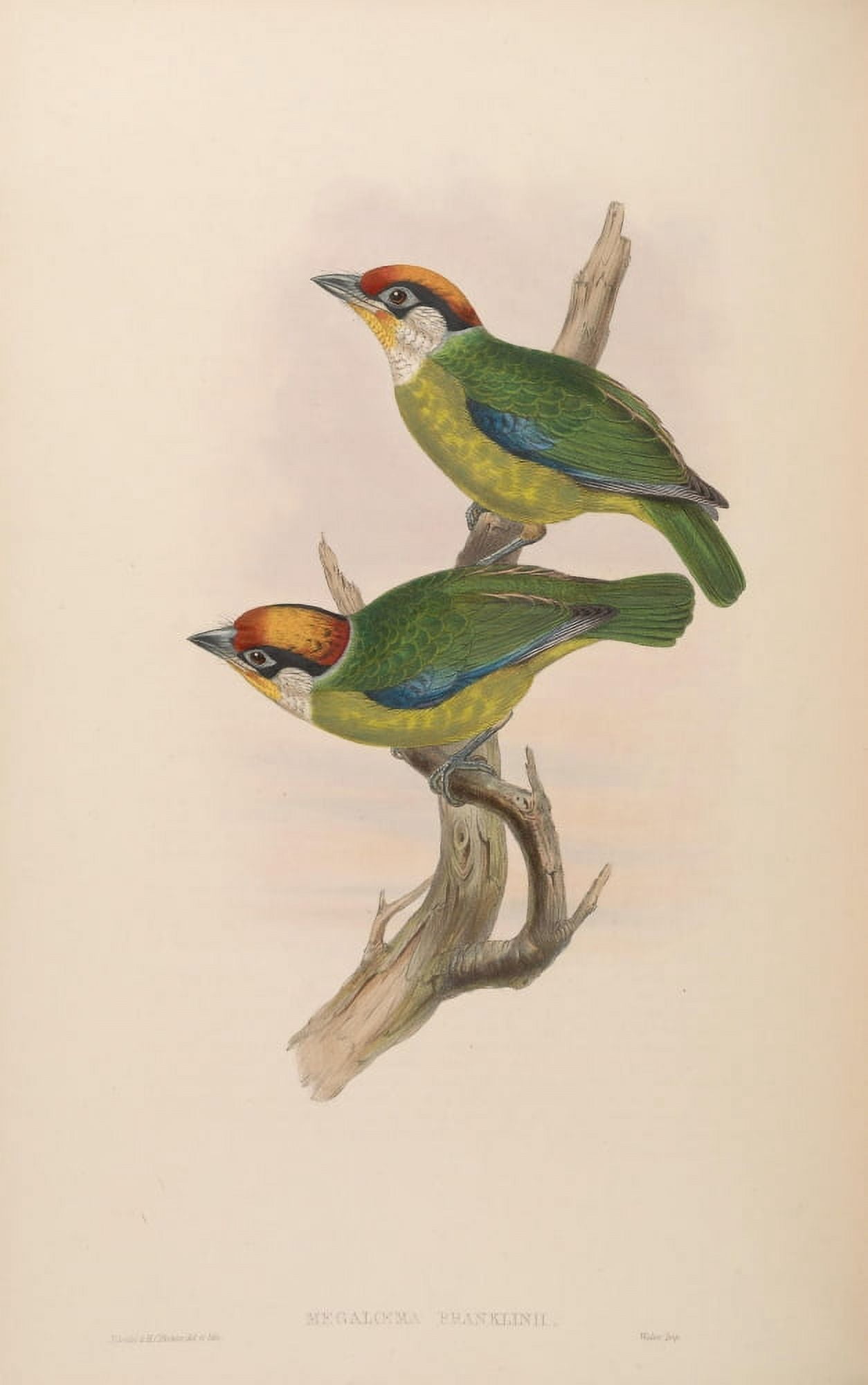 Birds of Asia 1850 Franklins Barbet Canvas Art - John Gould (18 x 24)