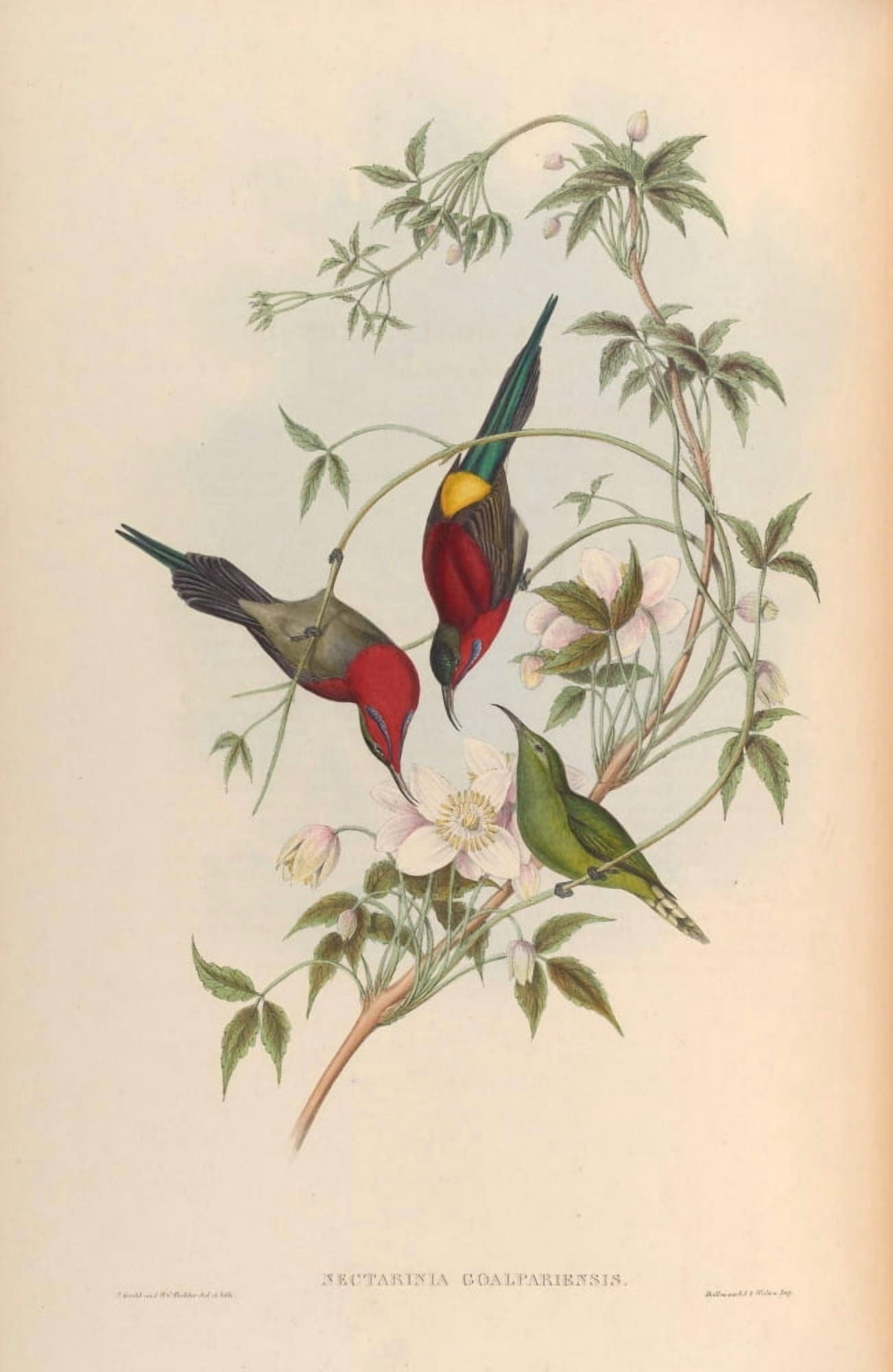 Birds of Asia 1850 Goulpourah Sun-bird Canvas Art - John Gould (18 x 24)