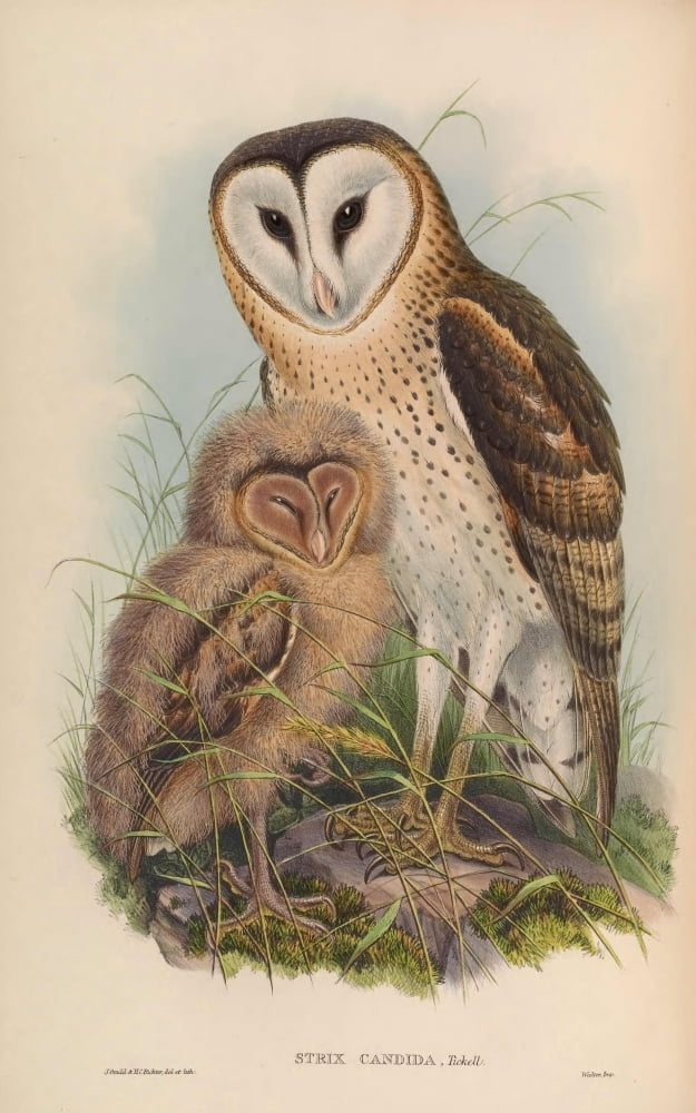 Birds of Asia 1850 Grass Owl Canvas Art - J & E Gould (18 x 24)