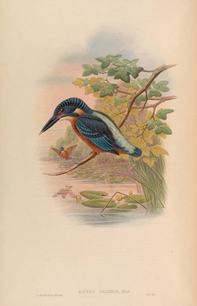 Birds of Asia 1850 Great Alcedo Canvas Art - John Gould (18 x 24)