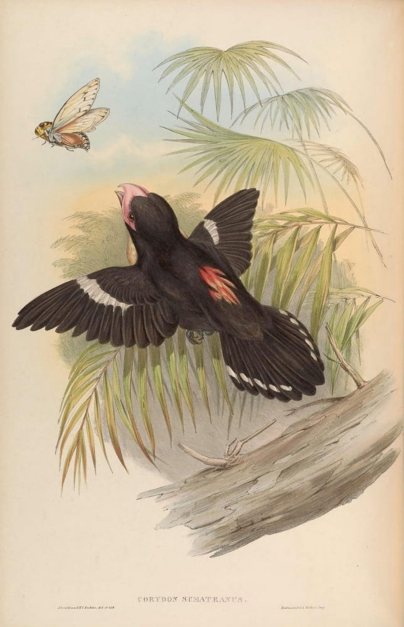 Birds of Asia 1850 Great Eurylaime Canvas Art - John Gould (24 x 36)