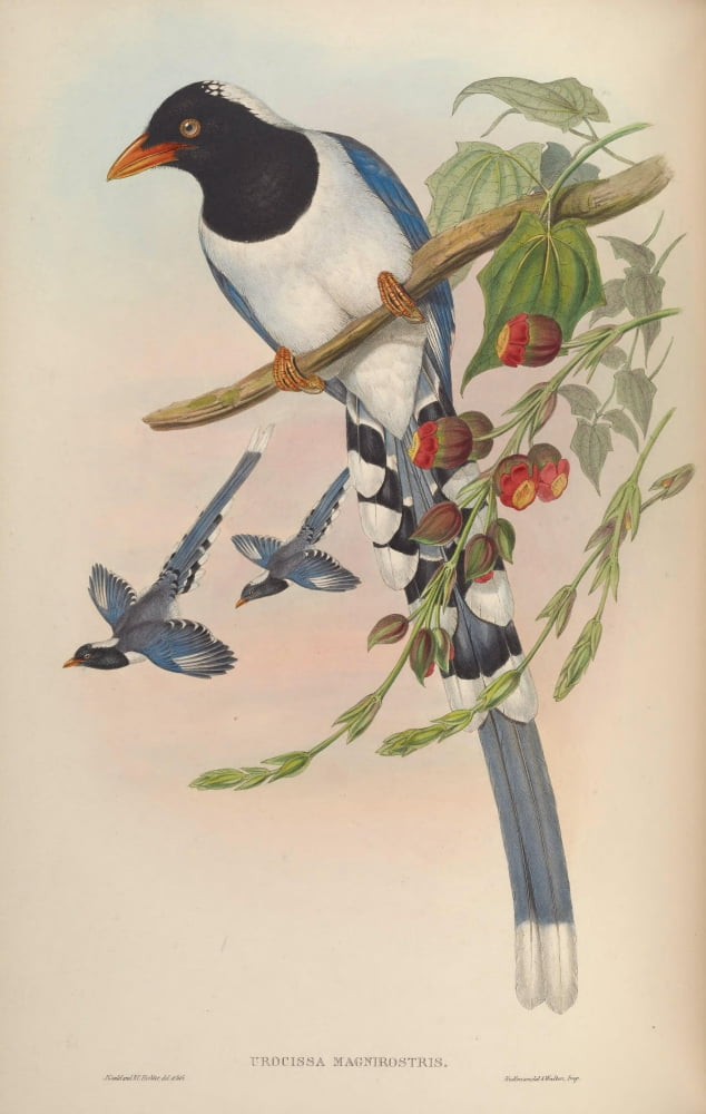 Birds of Asia 1850 Great-billed Blue Pie Canvas Art - John Gould (24 x 36)