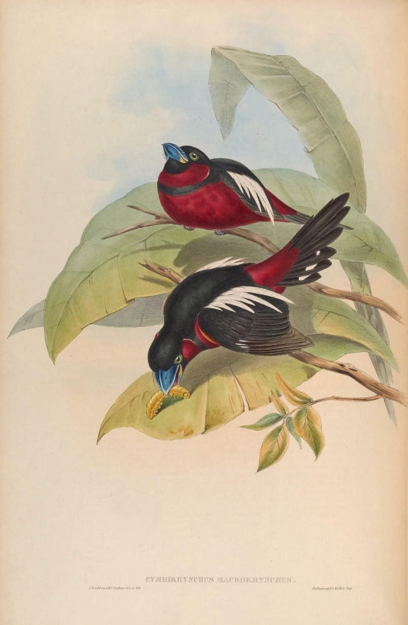 Birds of Asia 1850 Great-billed Eurylaime Canvas Art - John Gould (18 x 24)