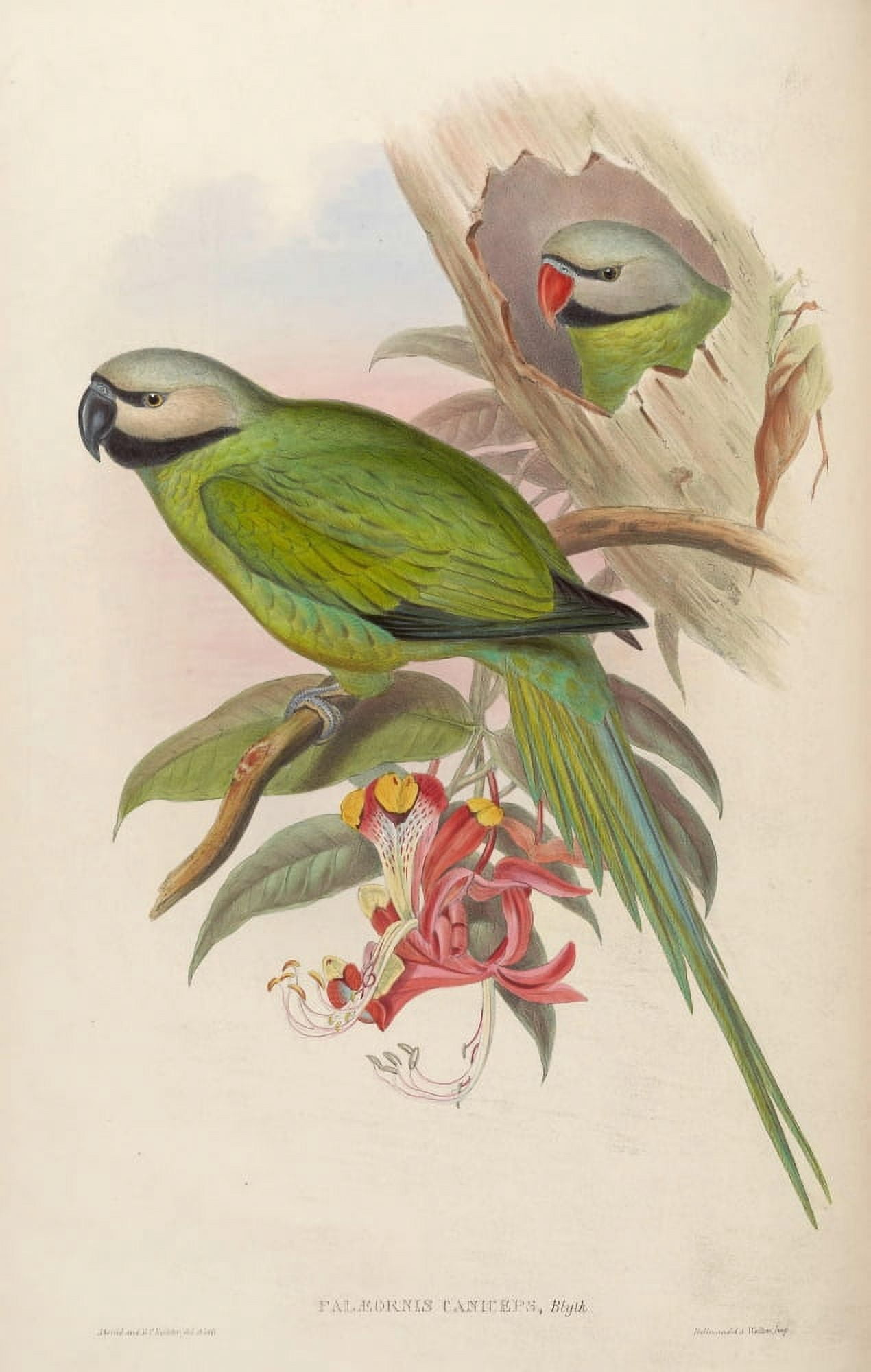 Birds of Asia 1850 Grey-headed Parrakeet Canvas Art - John Gould (24 x 36)
