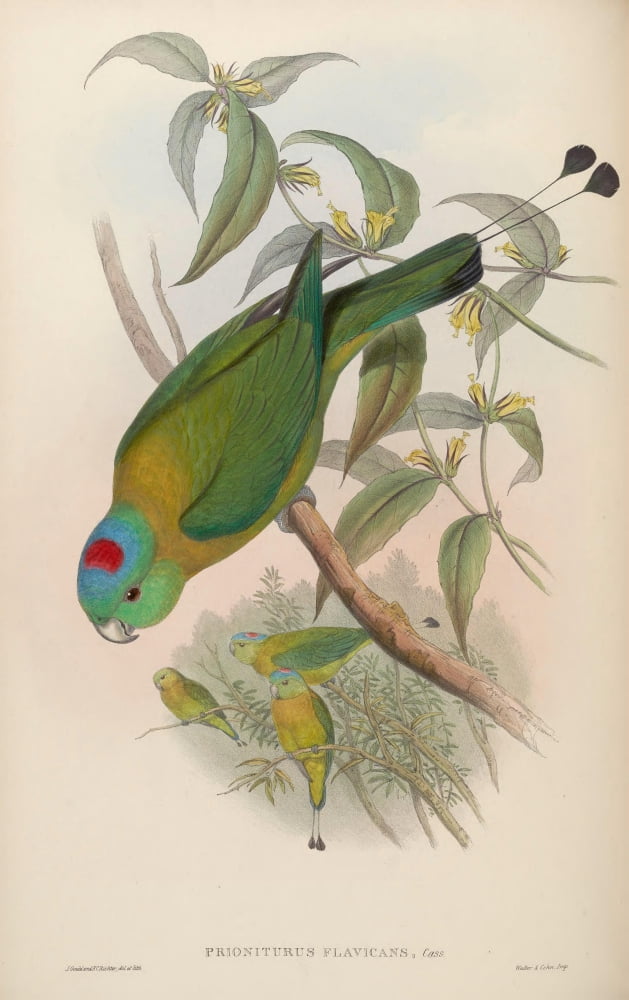 Birds of Asia 1850 Gt Racket-tailed Parrakeet Canvas Art - John Gould (24 x 36)