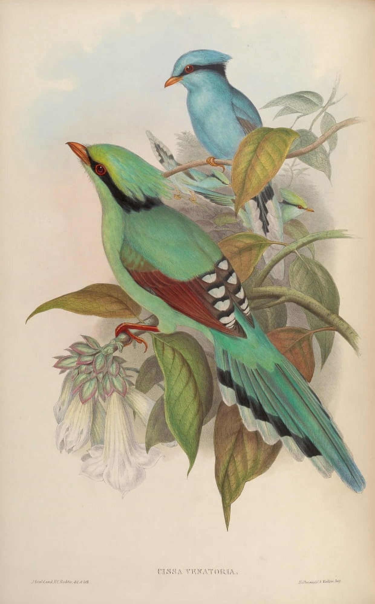 Birds of Asia 1850 Hunting Cissa Canvas Art - John Gould (18 x 24)