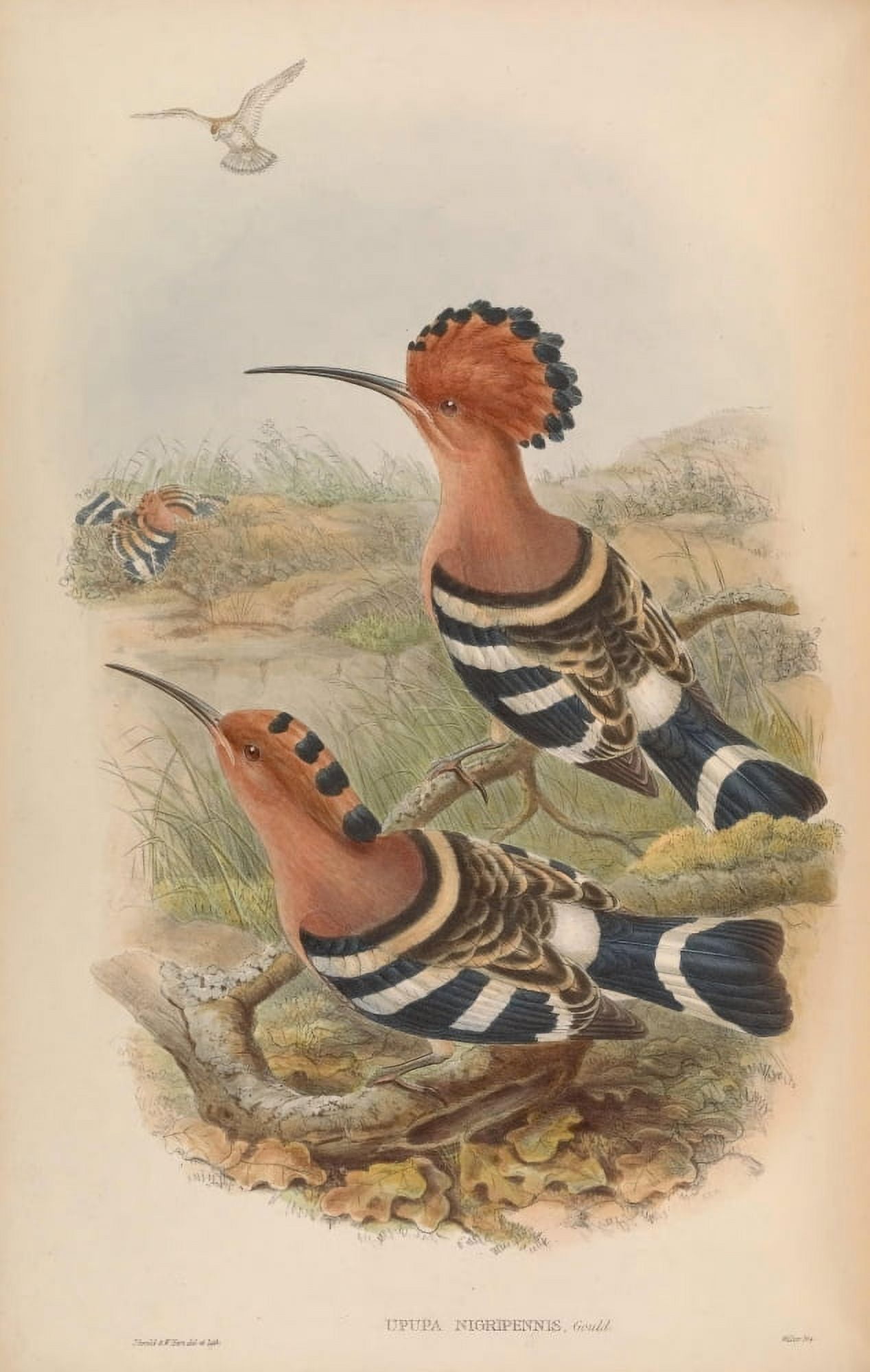 Birds of Asia 1850 Indian Hoopoe Canvas Art - John Gould (24 x 36)
