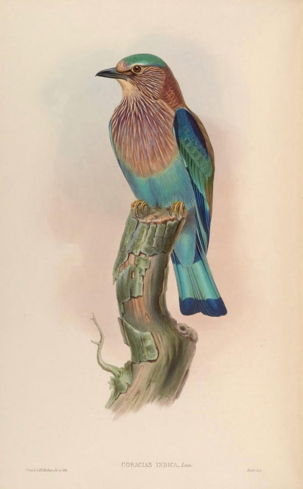 Birds of Asia 1850 Indian Roller Canvas Art - John Gould (18 x 24)