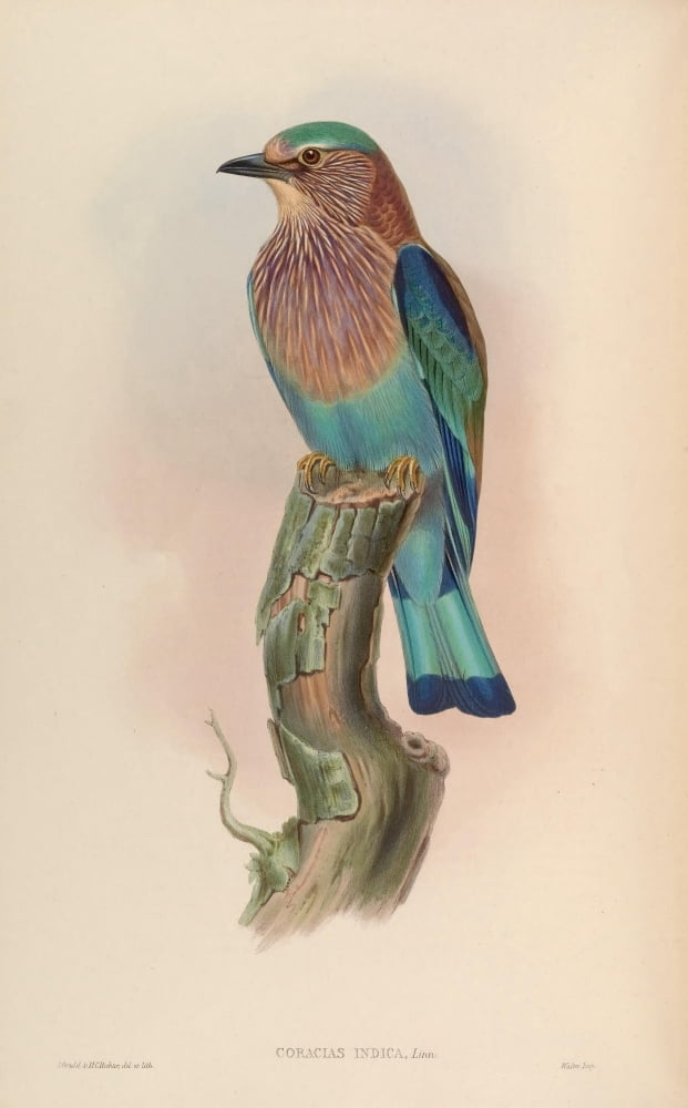 Birds of Asia 1850 Indian Roller Canvas Art - John Gould (24 x 36)