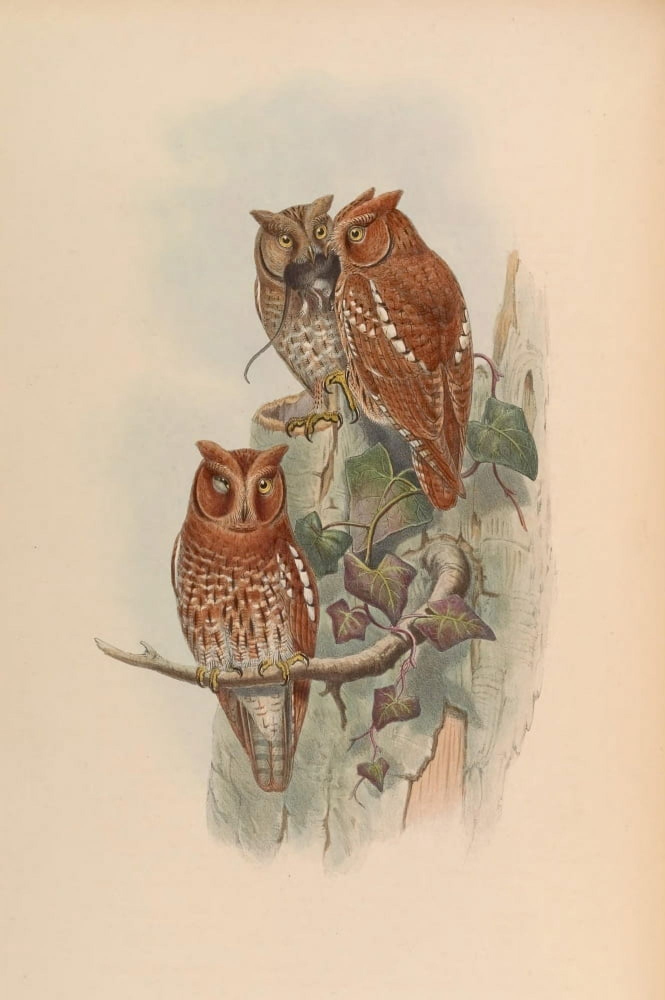 Birds of Asia 1850 Indian Scops Owl Canvas Art - J & E Gould (18 x 24)